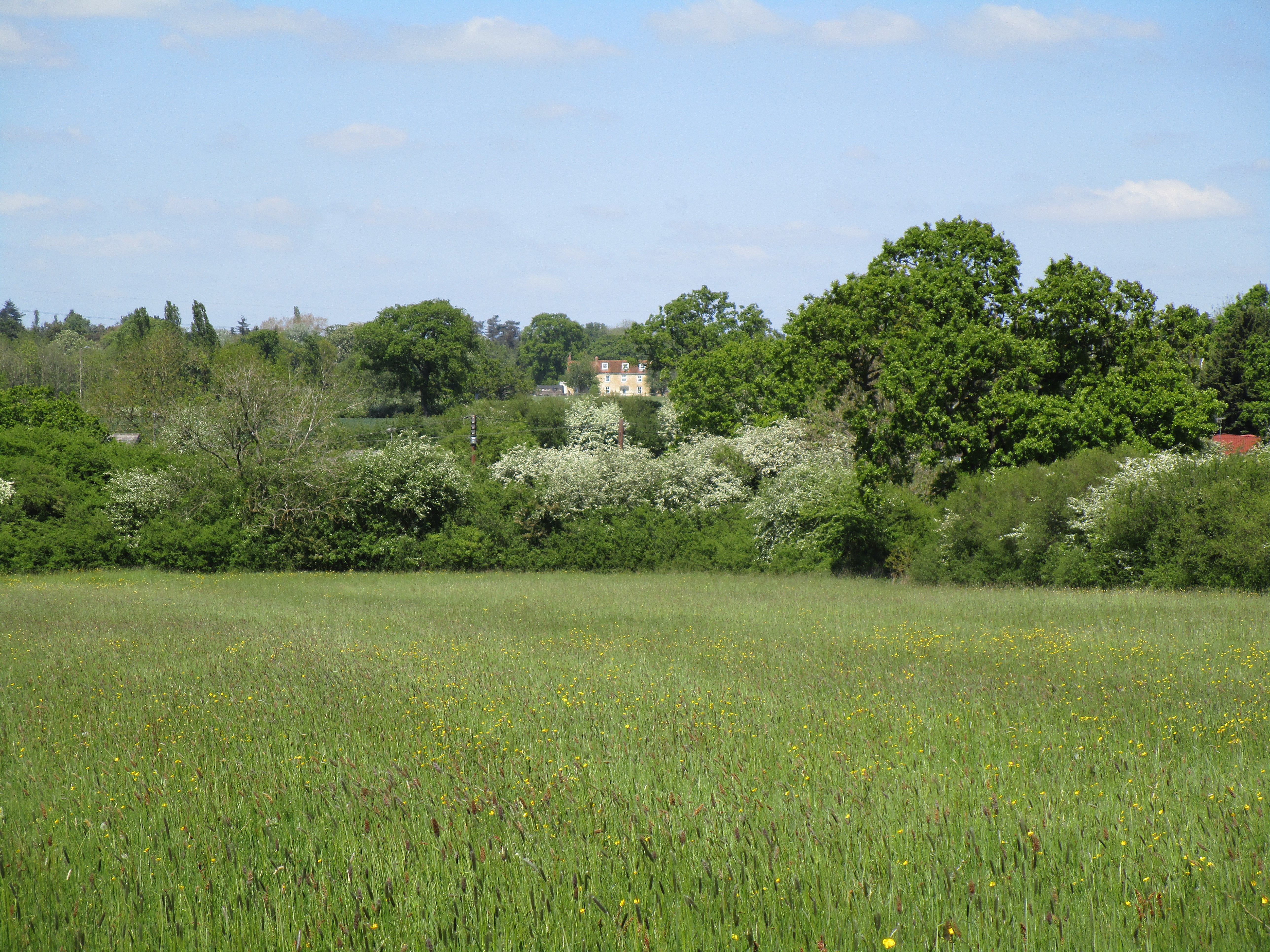 a field of grass with trees in the background