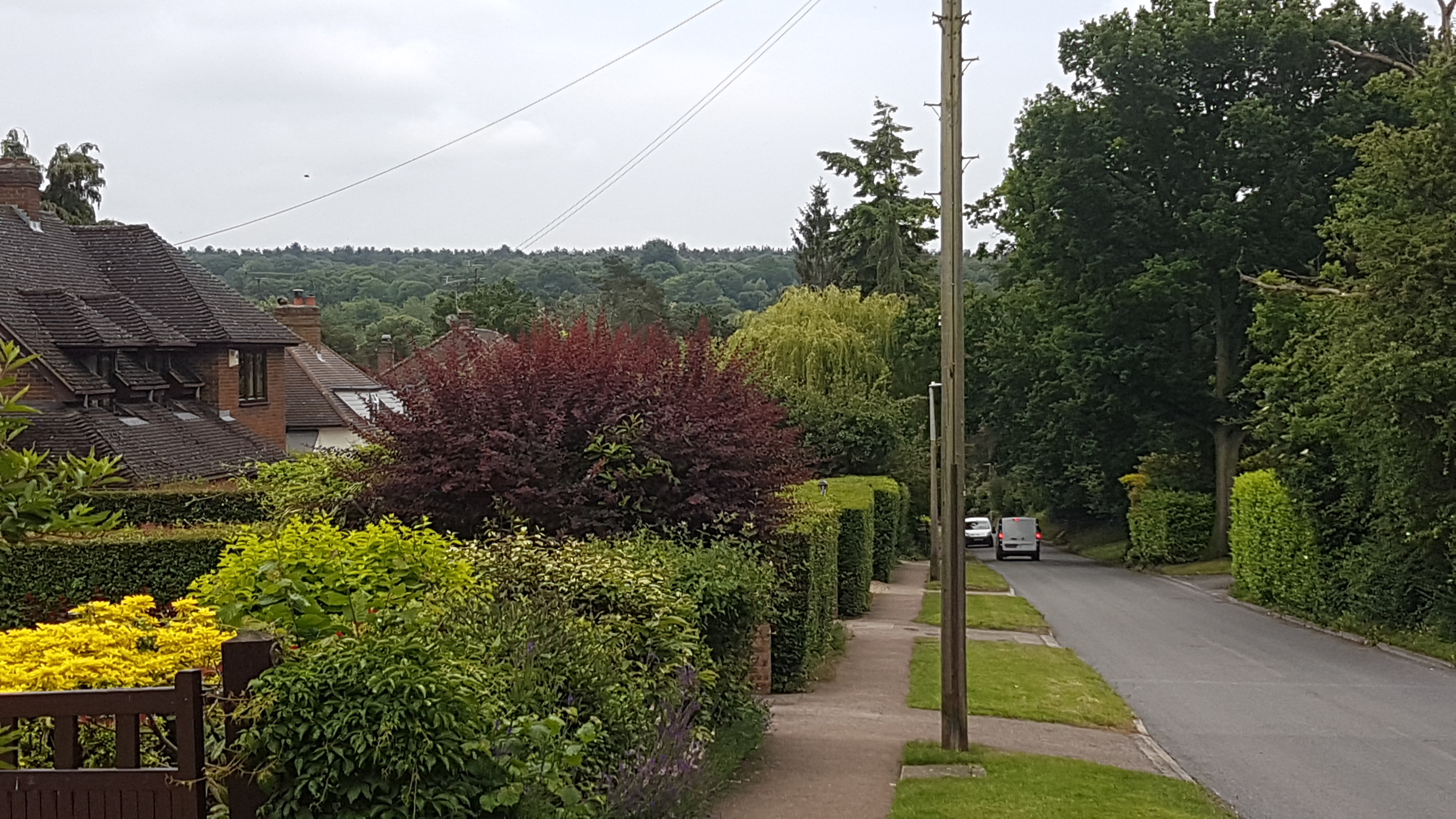a street with bushes and trees