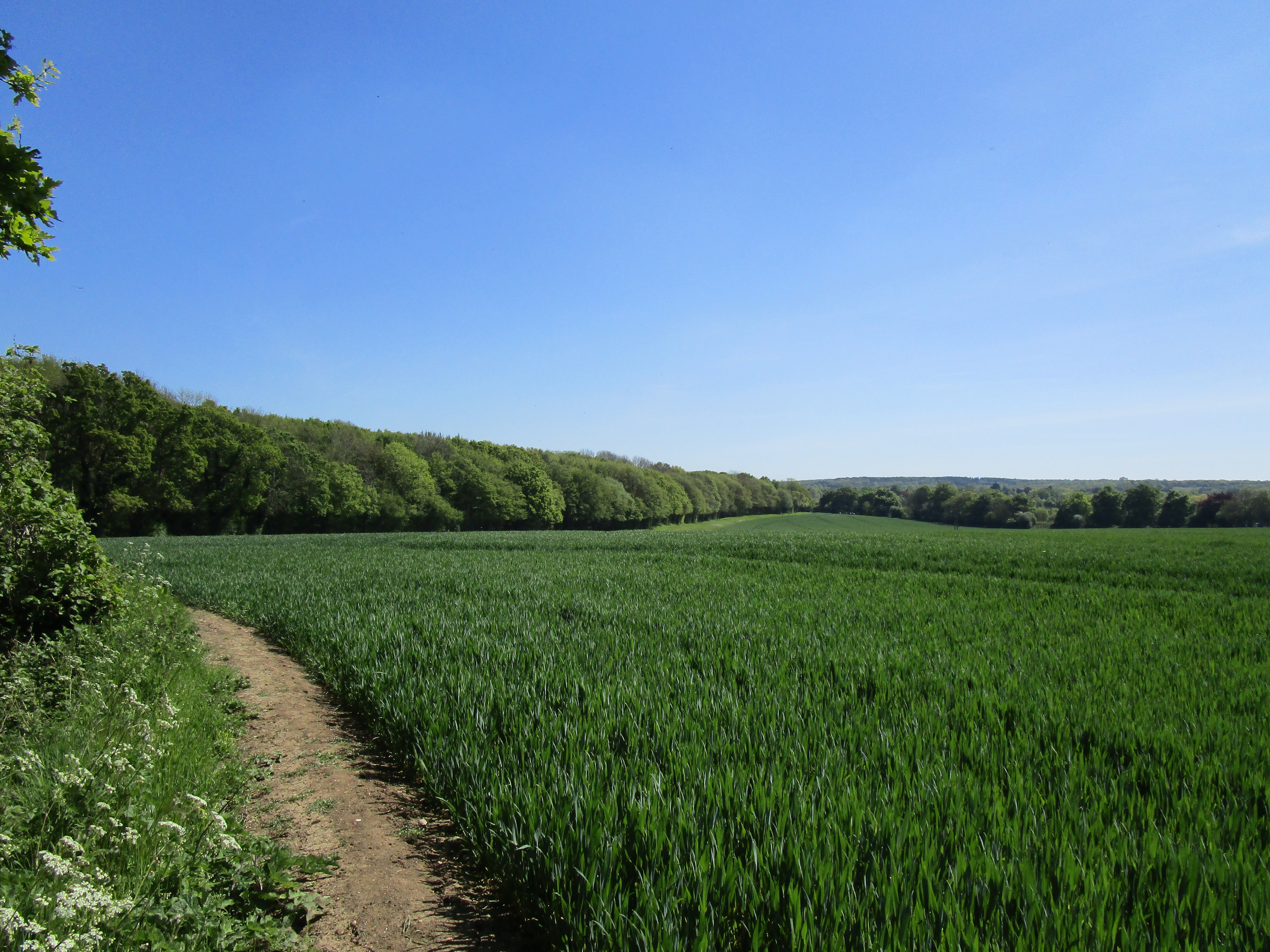 a dirt path through a field of grass