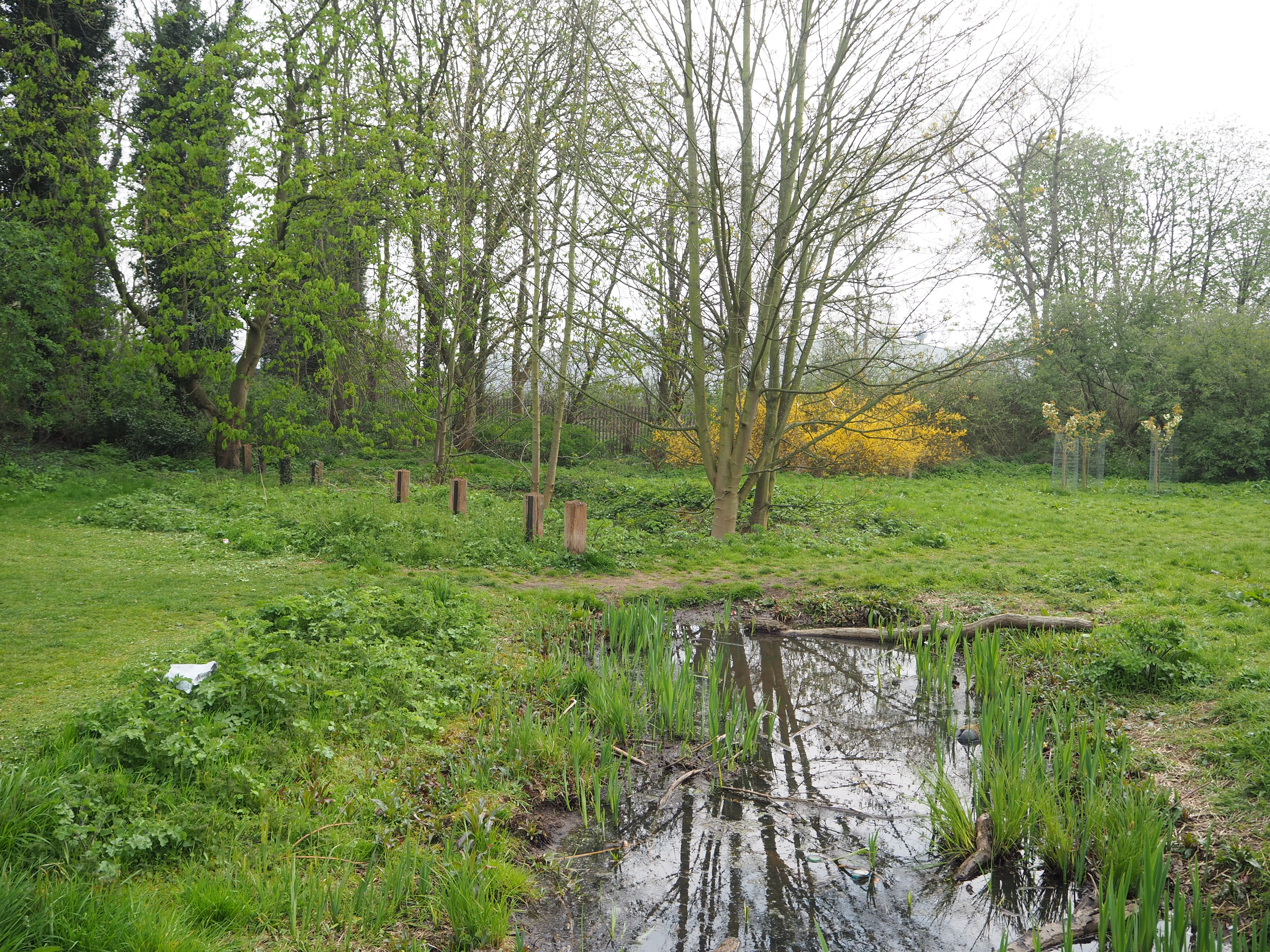 a pond in a grassy area with trees and bushes