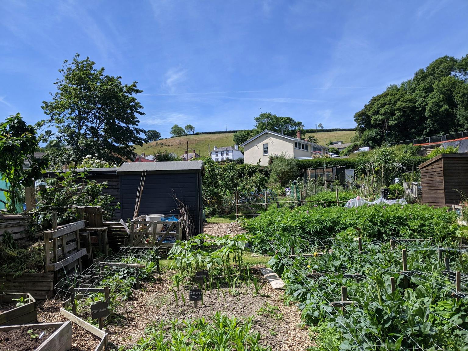 a garden with plants and trees in the background