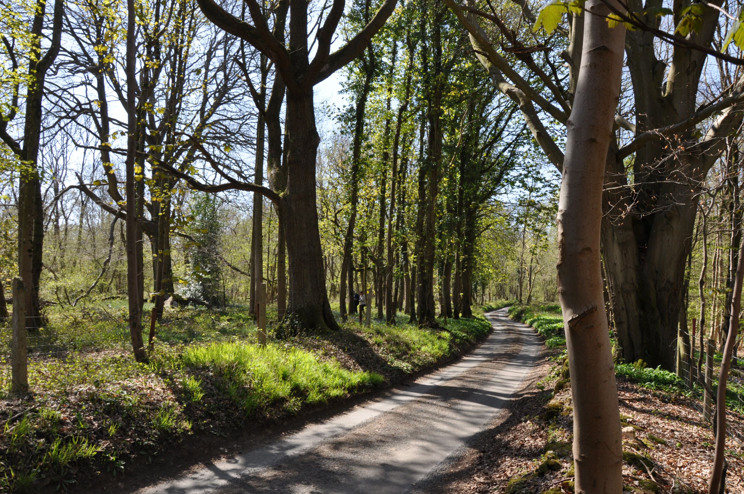 a path through a forest