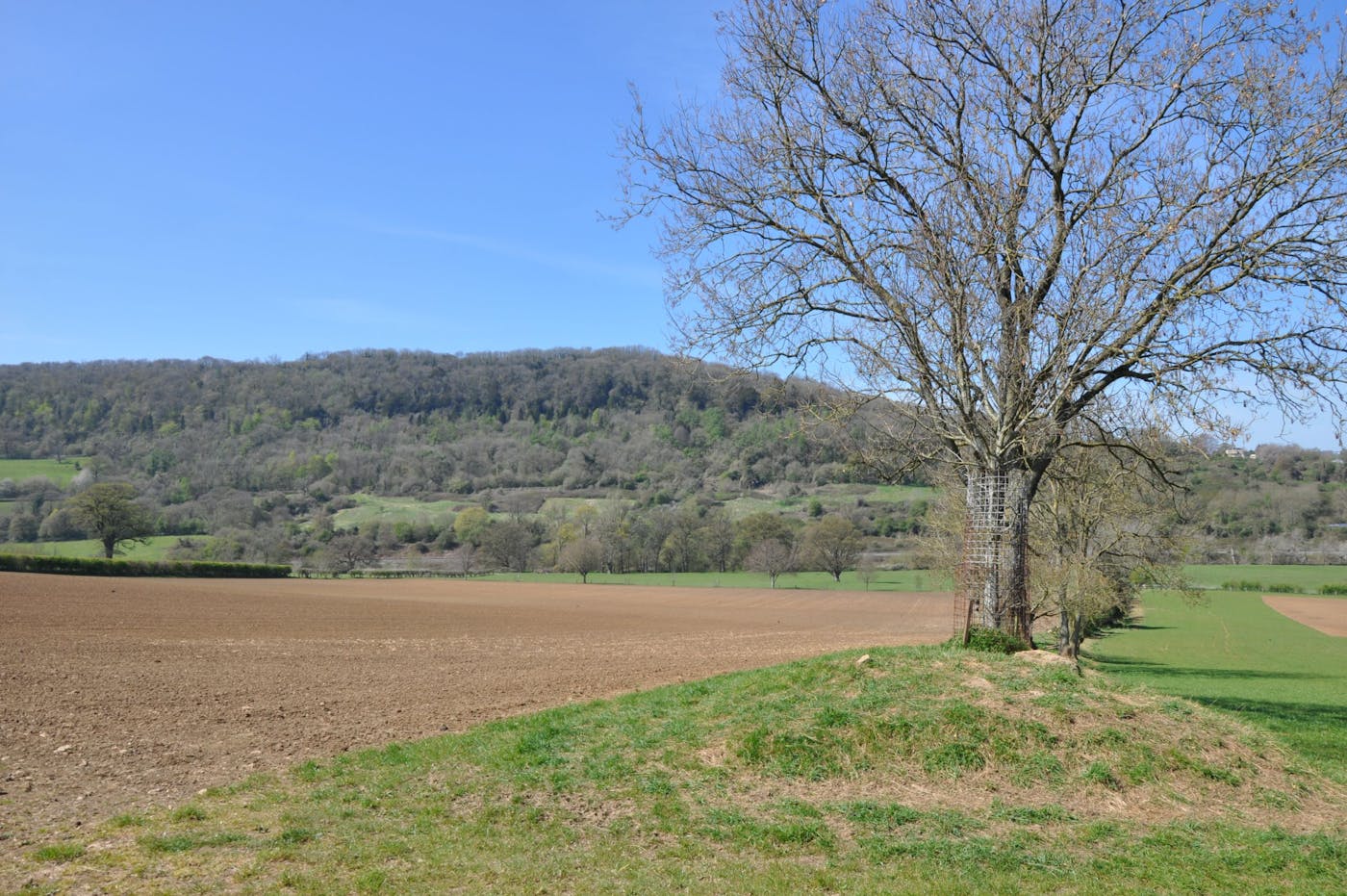 a tree in a field