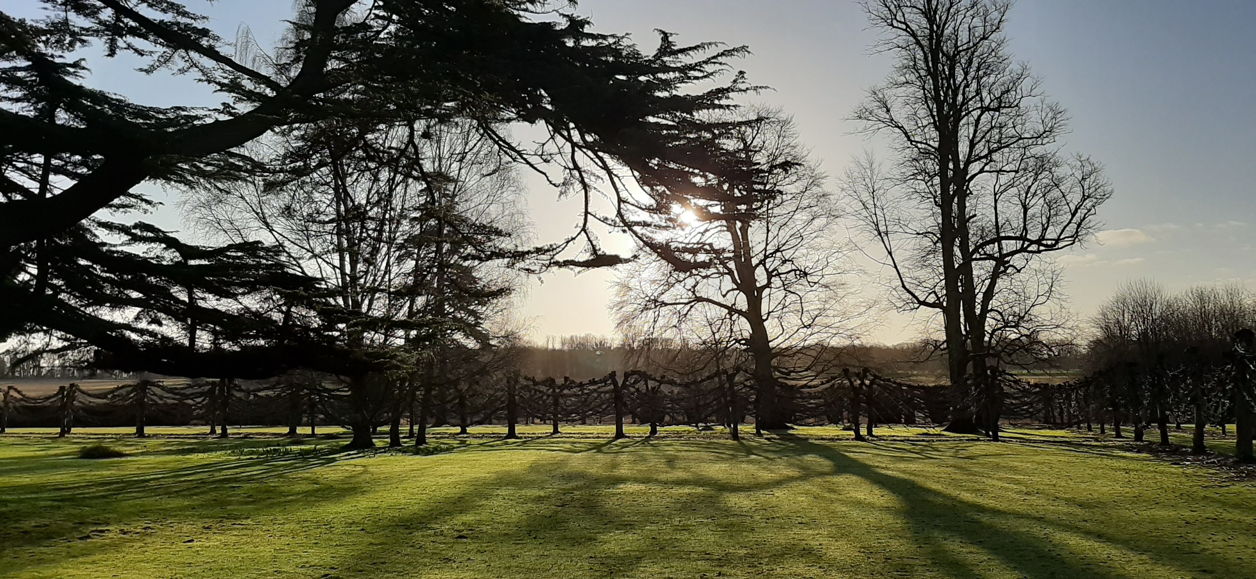 a grass field with trees and a fence