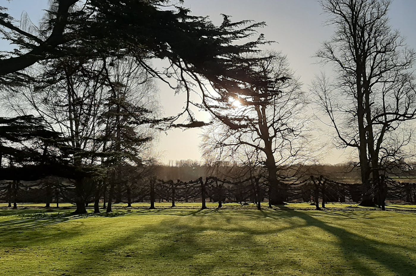 a grass field with trees and a fence