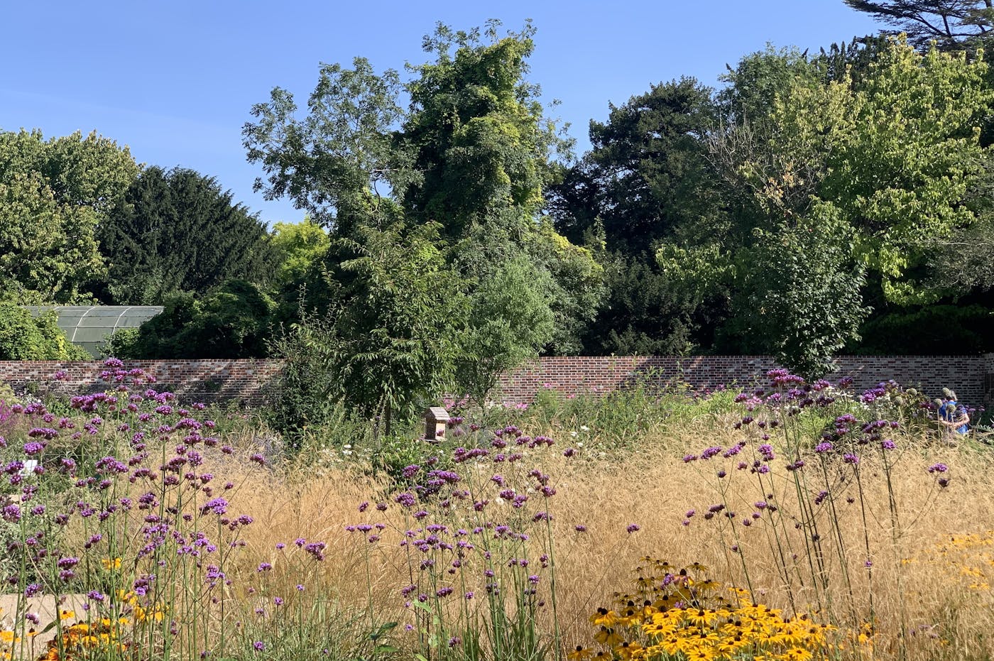 a field of flowers and trees