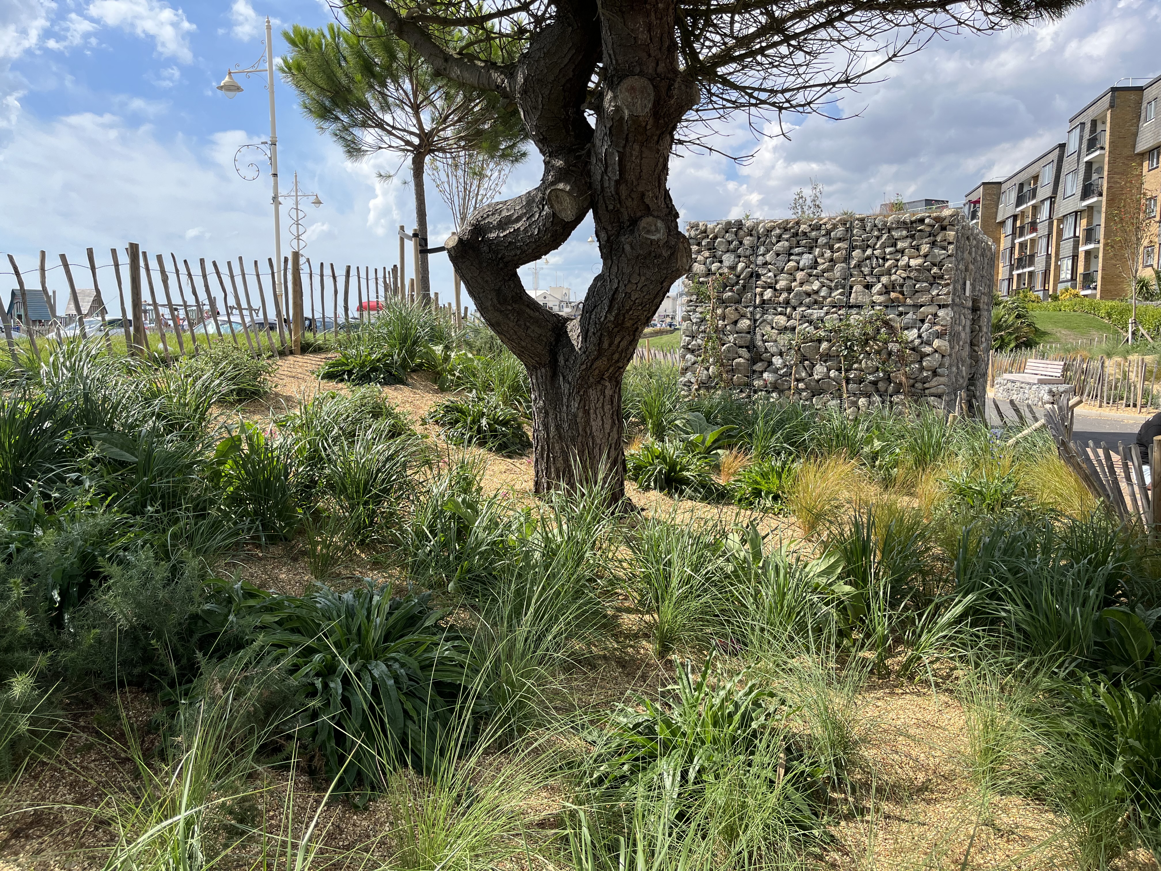a tree in a grassy area