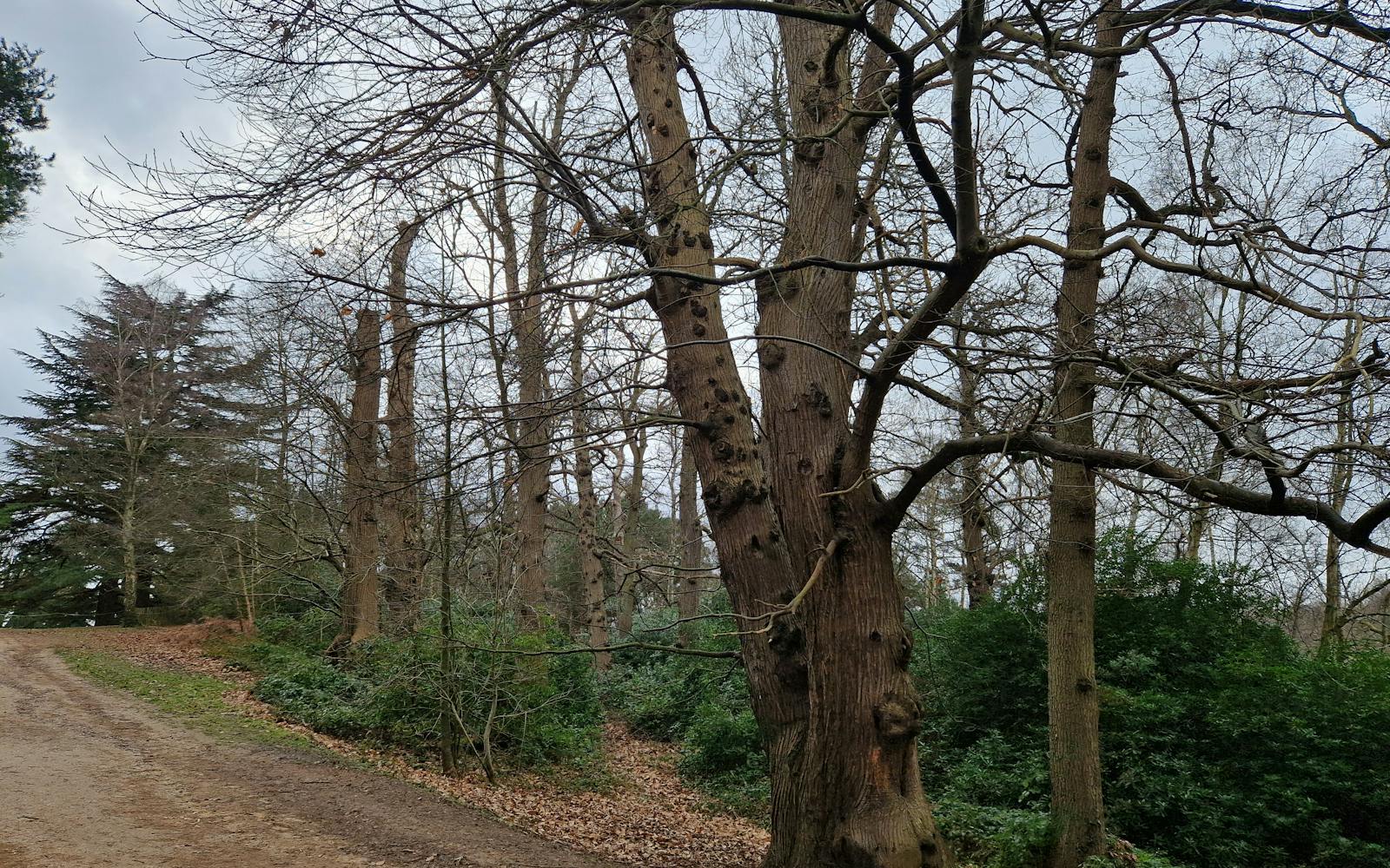 Woodland area