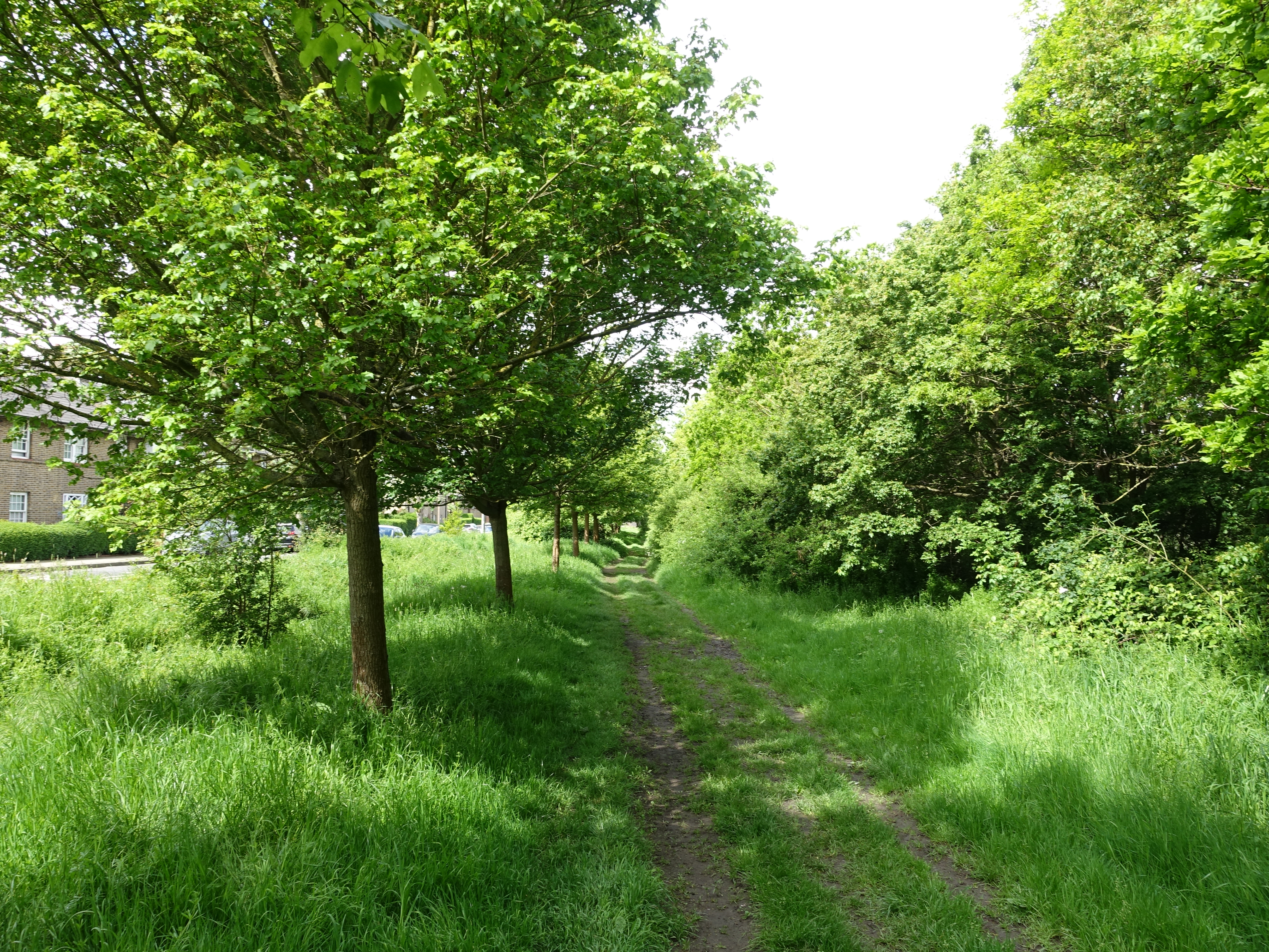 a dirt road through a forest