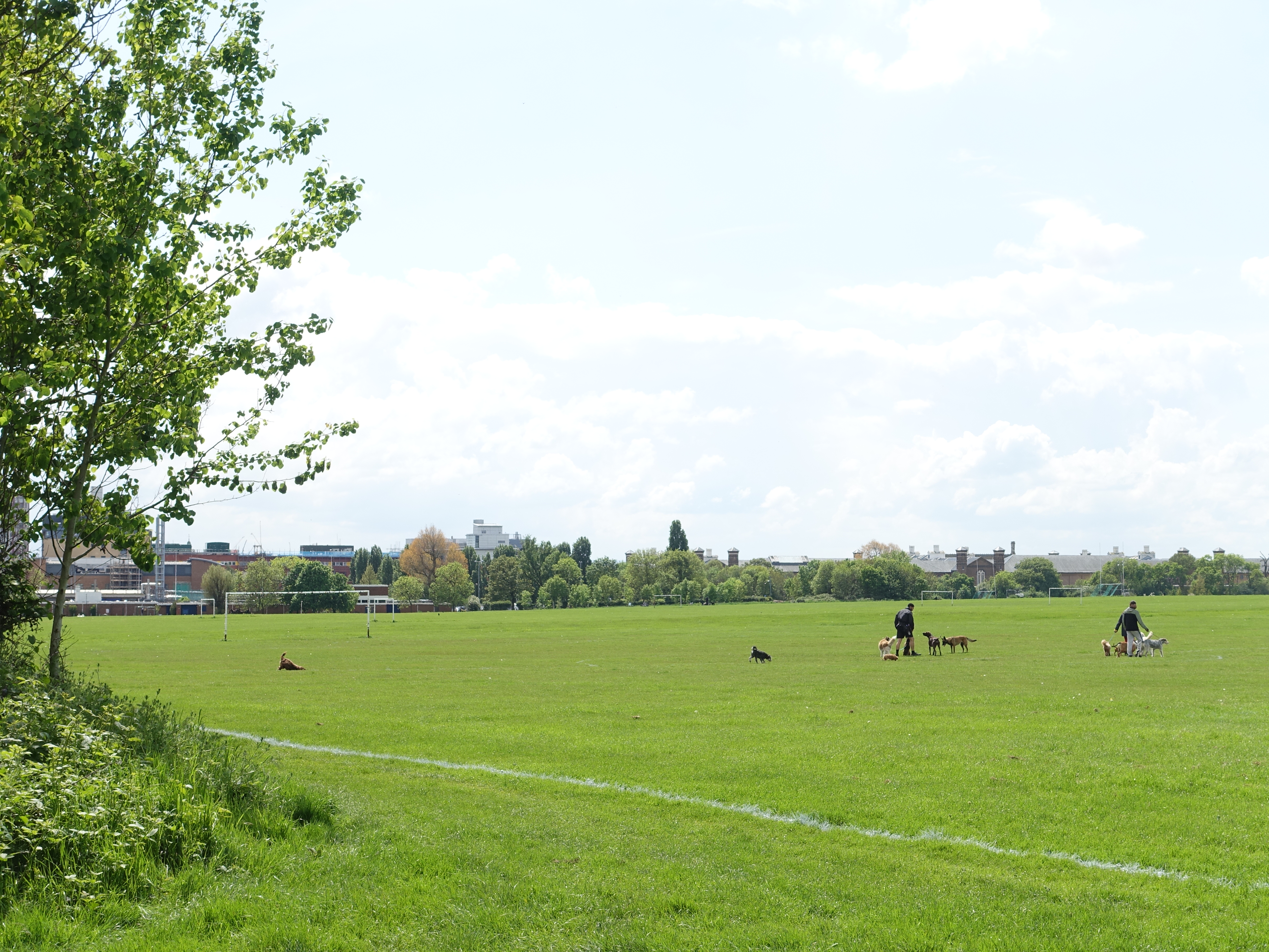 a group of dogs in a field