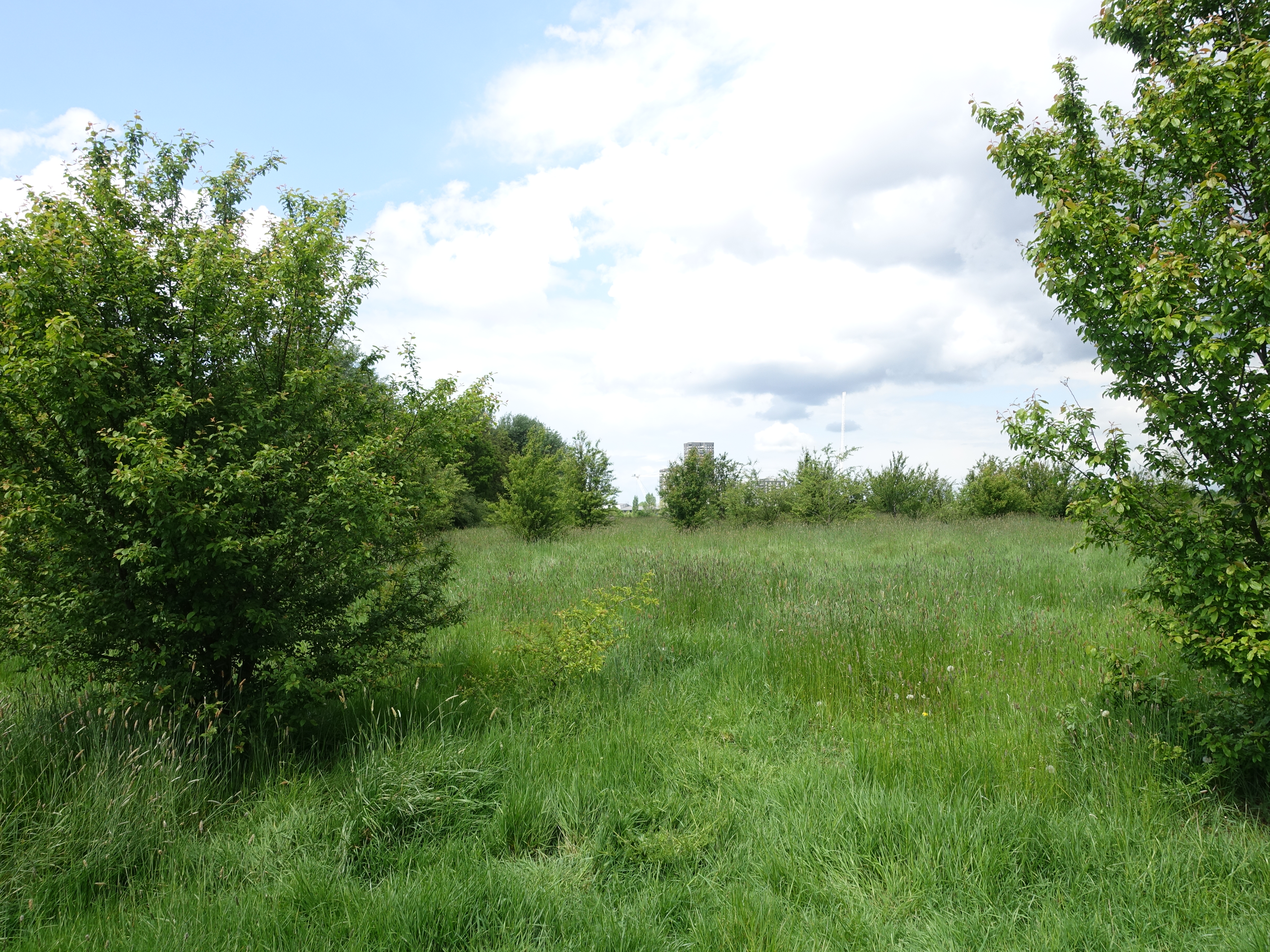 a field of grass and trees