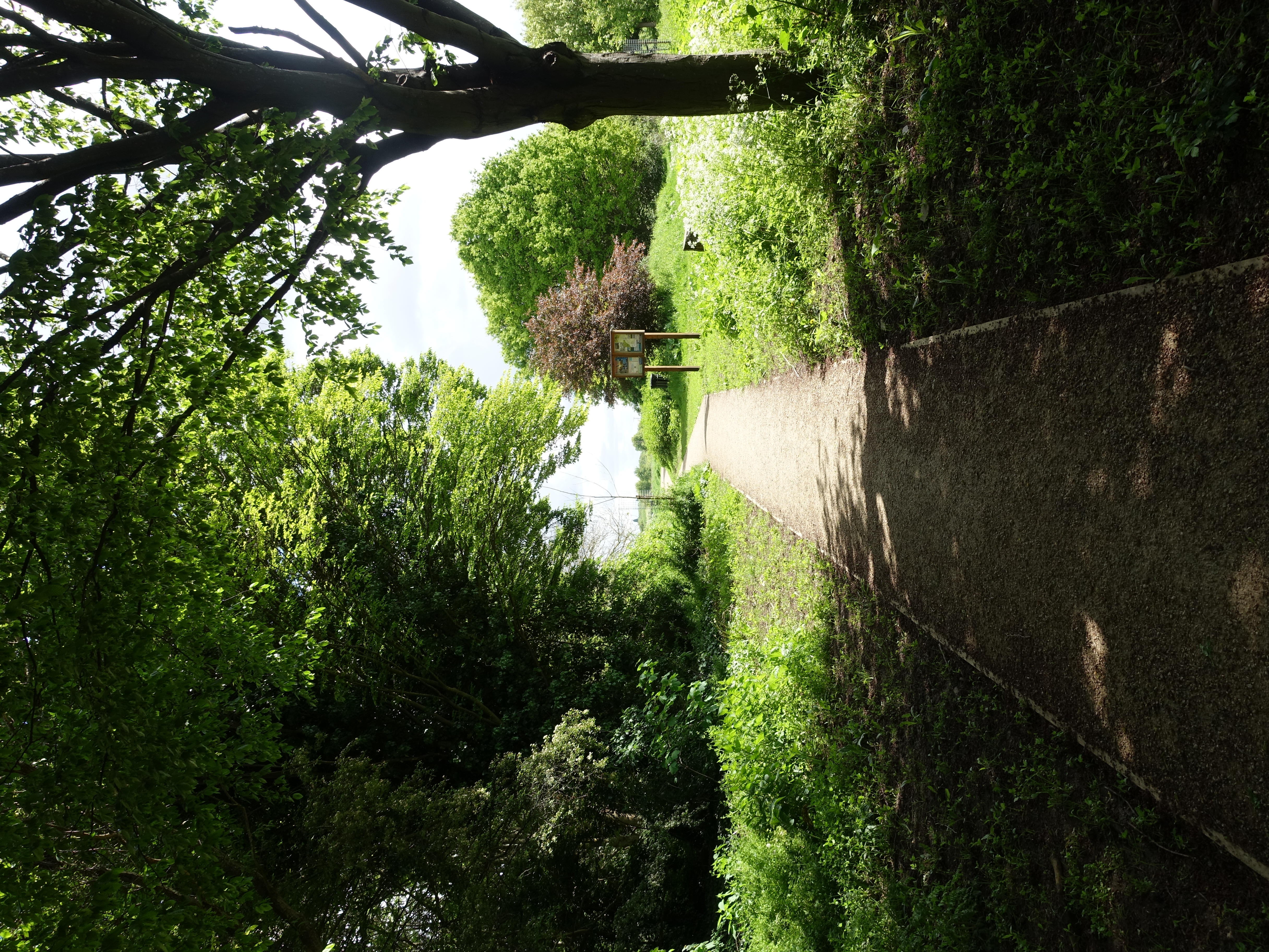 a path through a grassy area