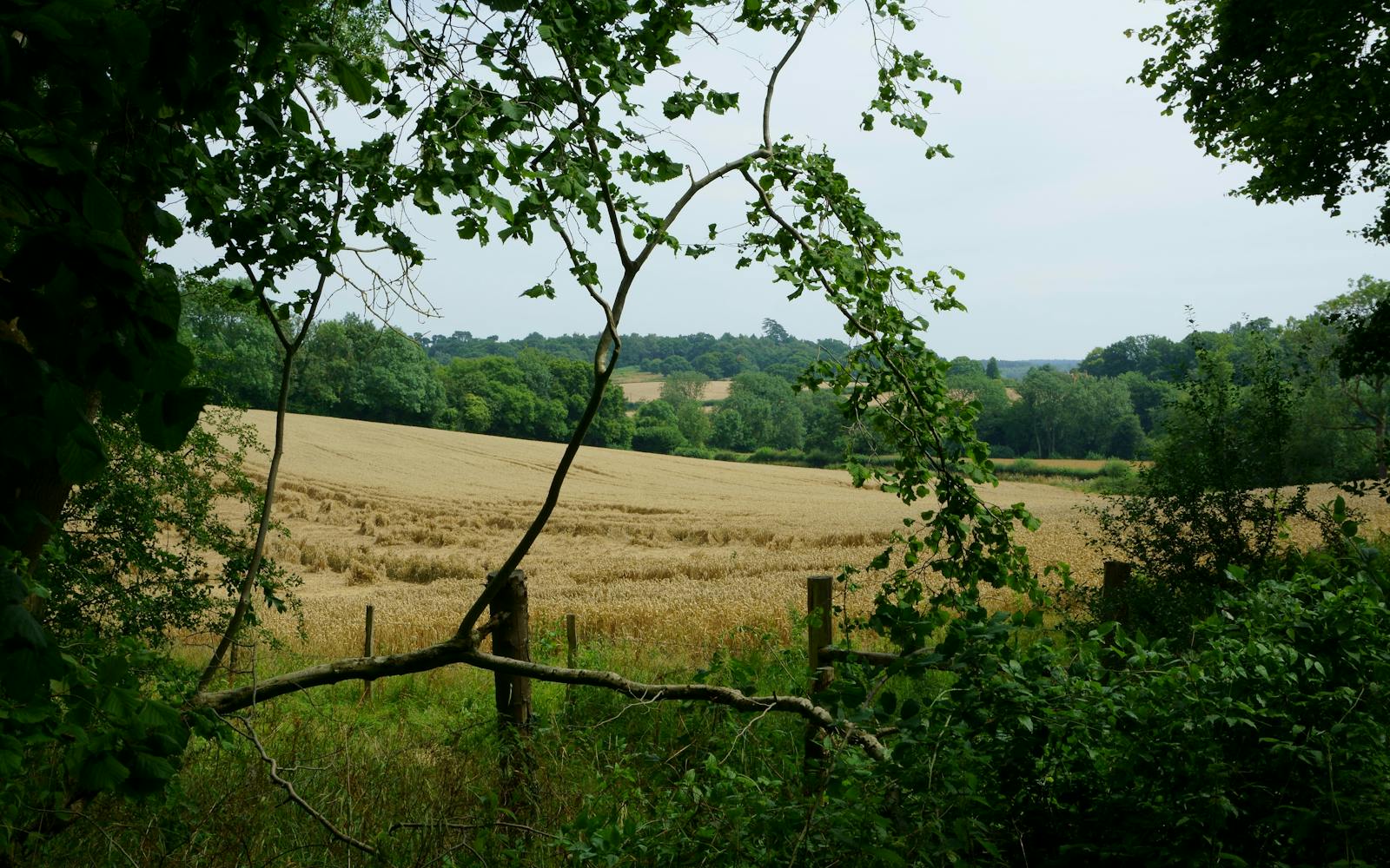 Rolling fields