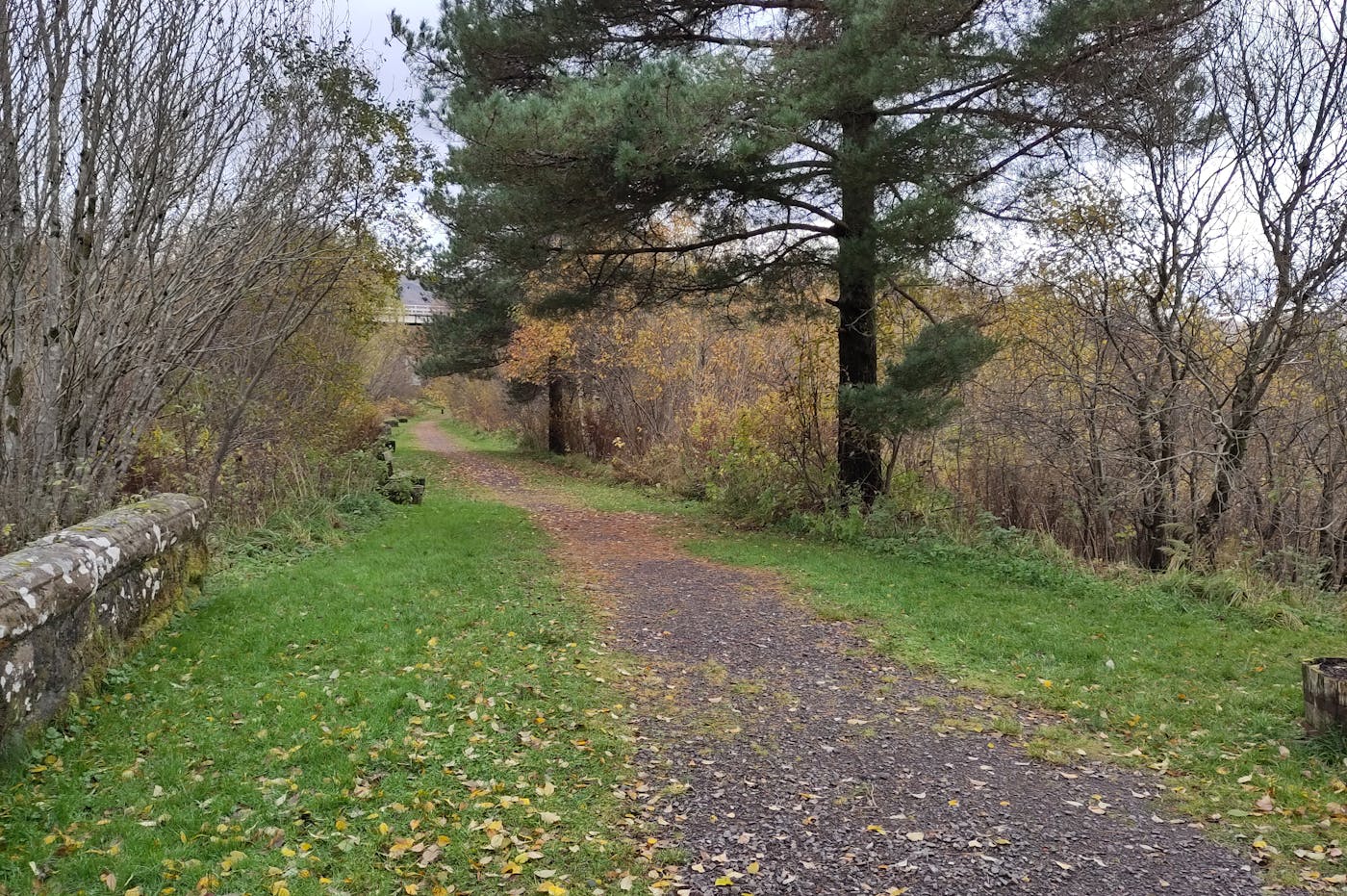 a path through a forest