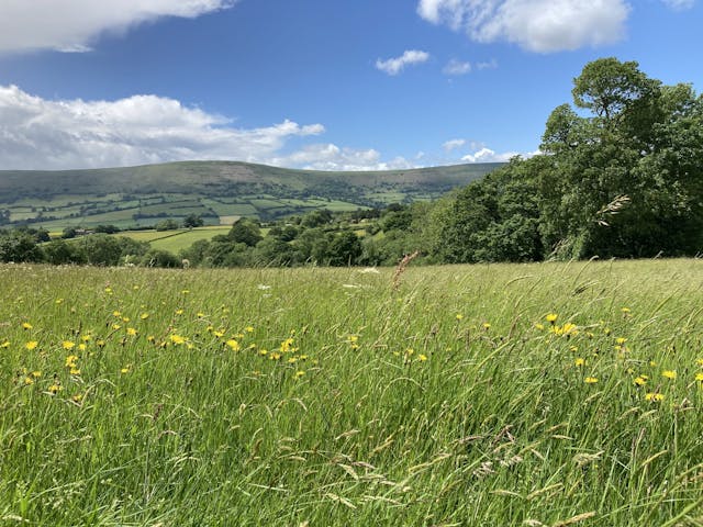 a field of grass with trees and mountains in the background