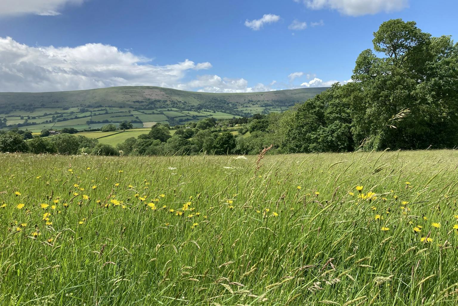 a field of grass with trees and mountains in the background