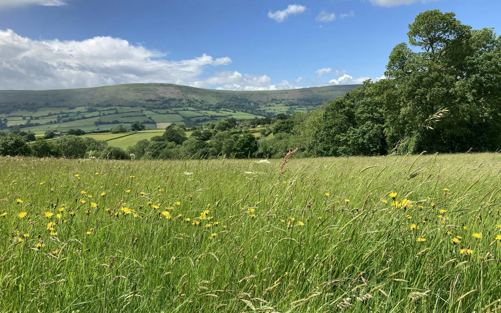a field of grass with trees and mountains in the background