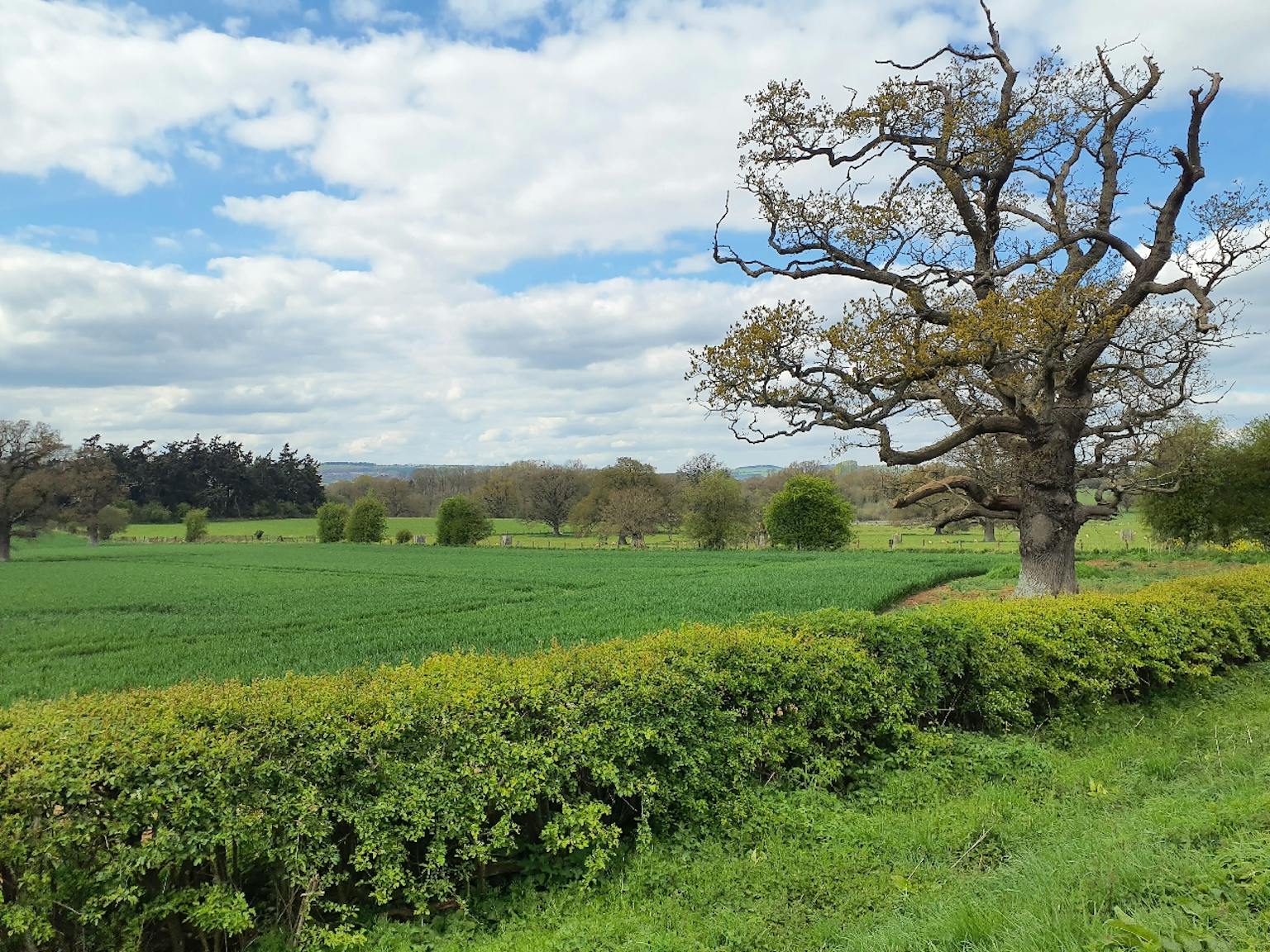 a tree in a field