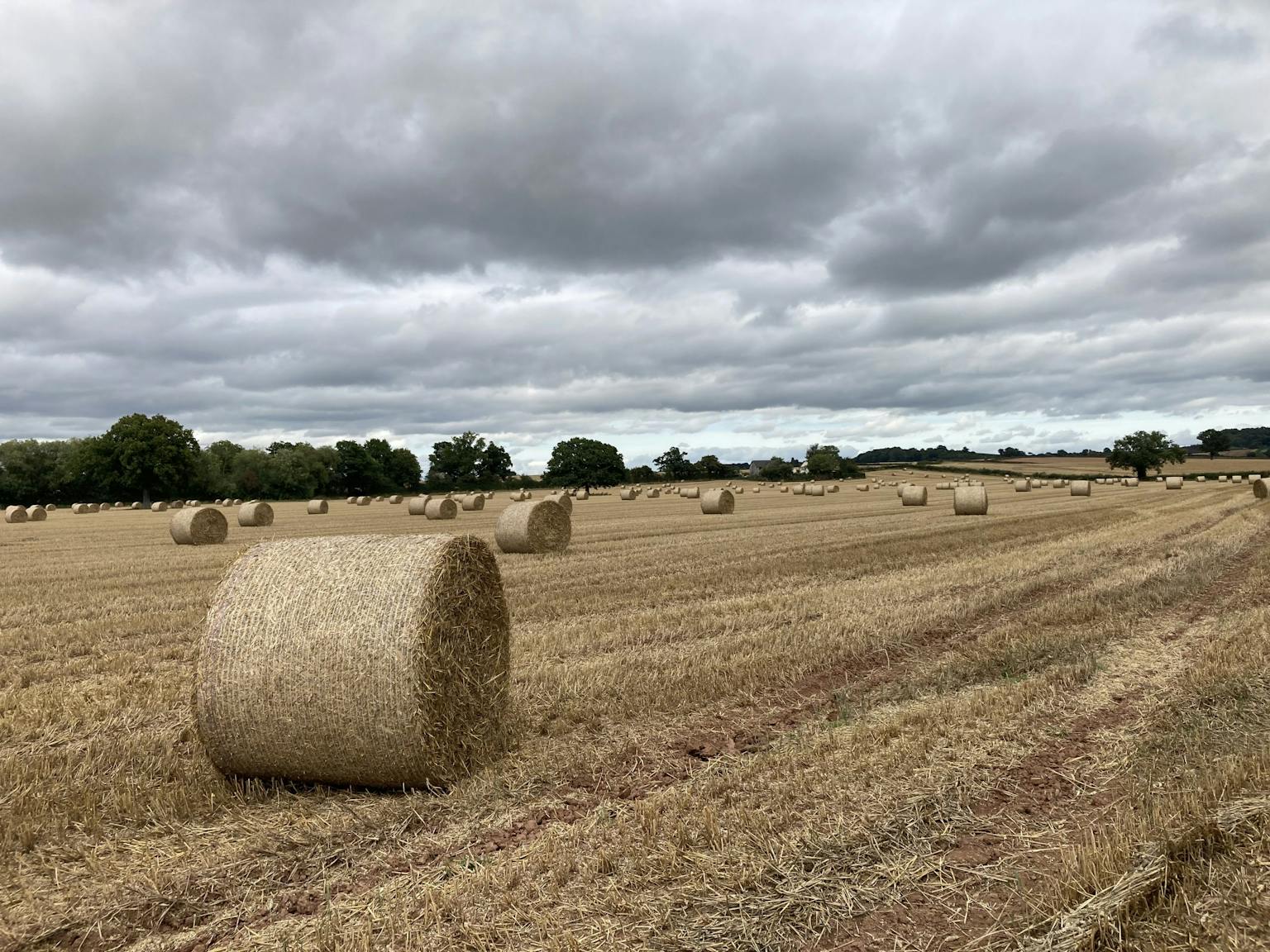 a field with bales of hay