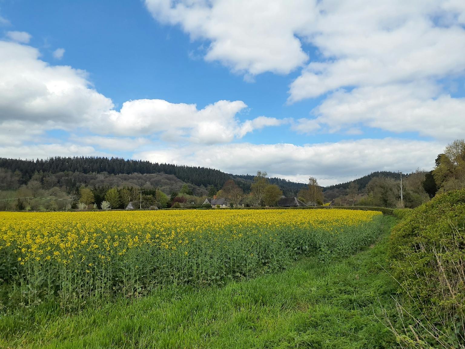 a field of yellow flowers