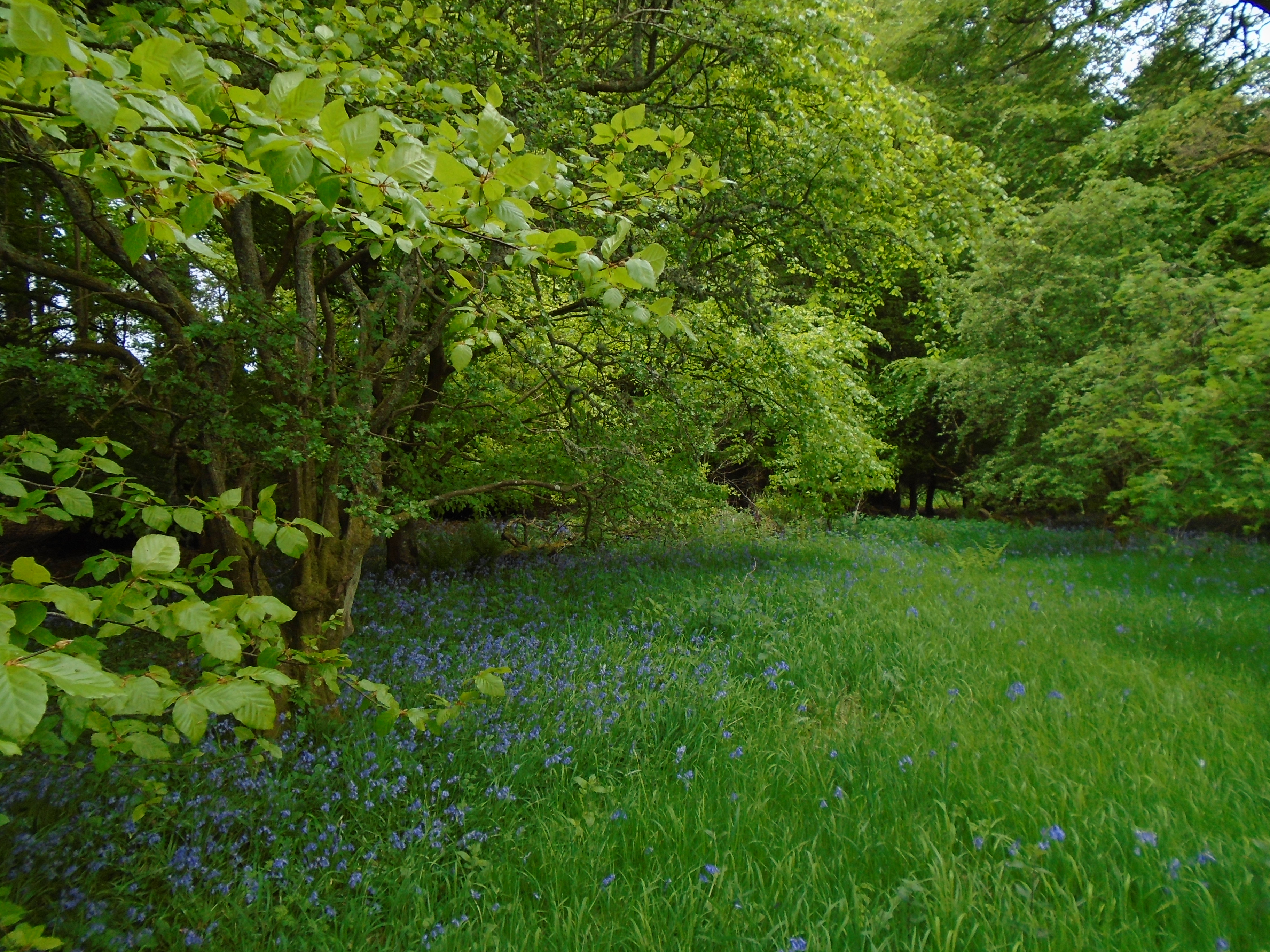 Grass area amongst trees