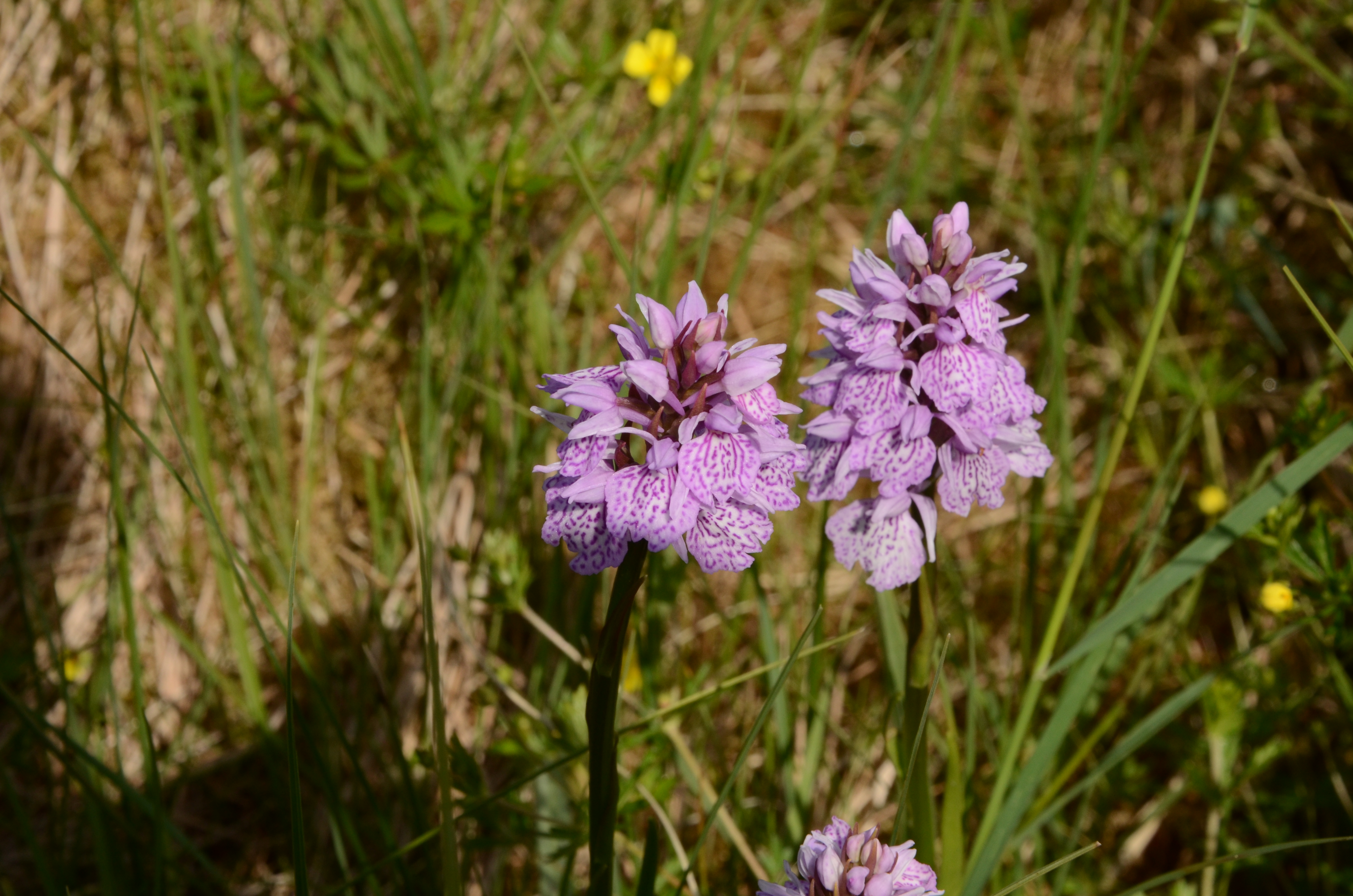Wildflower in grass field
