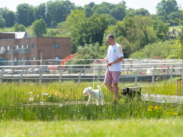 a man walking dogs in the grass