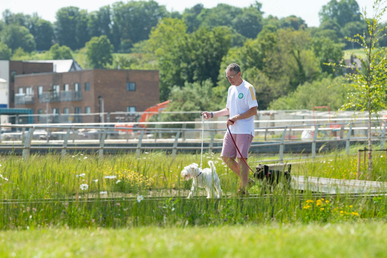 a man walking dogs in the grass