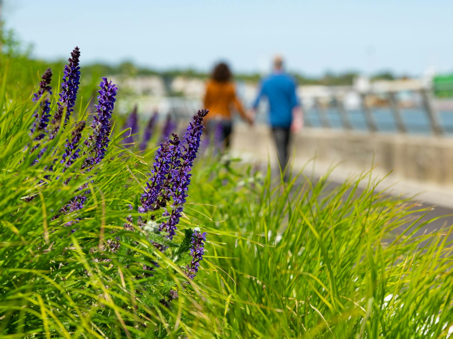 a couple walking by a purple flower
