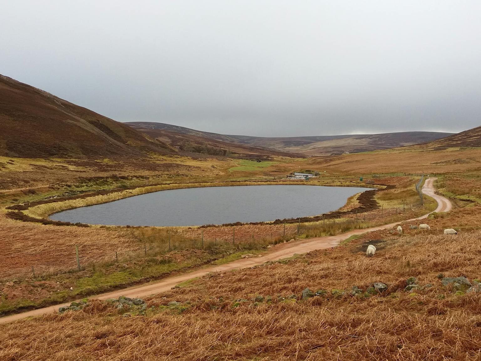 A loch surrounded by hills and sheep