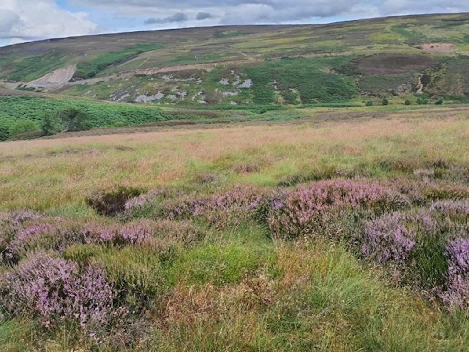 Countryside and hills with heather in the foreground