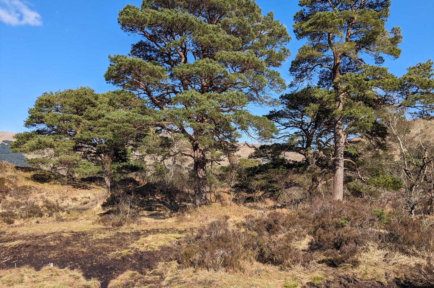Image of trees within the Wild Strathfillan area