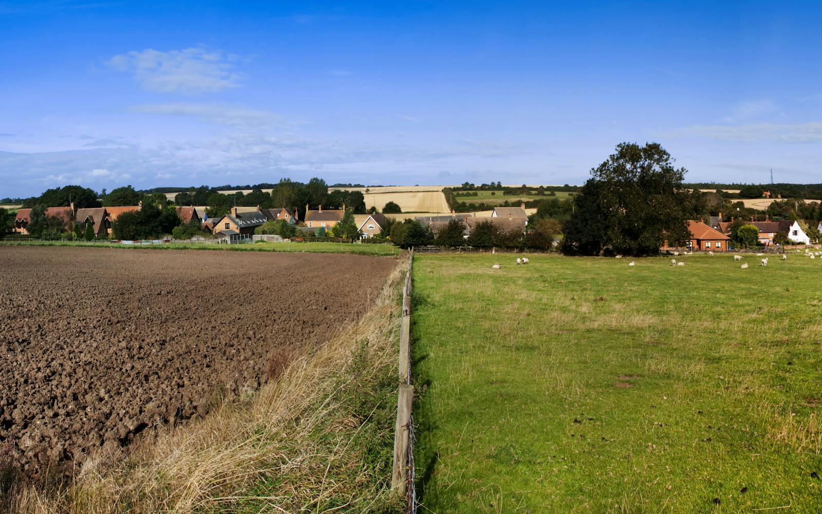 A ploughed field with straight lines stretches next to a grassy field with sheep grazing