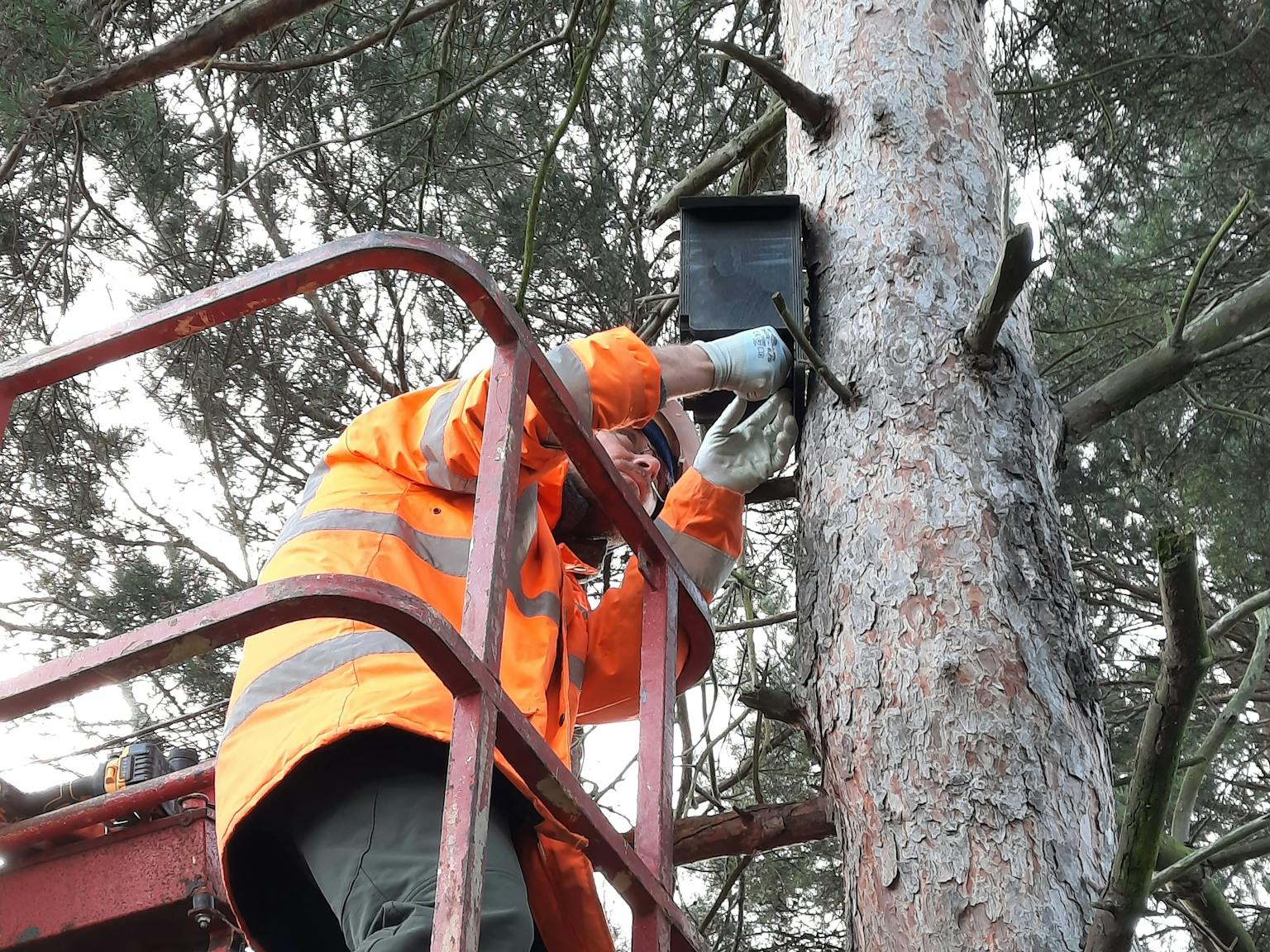a man in orange jacket and safety gear holding a box in a tree