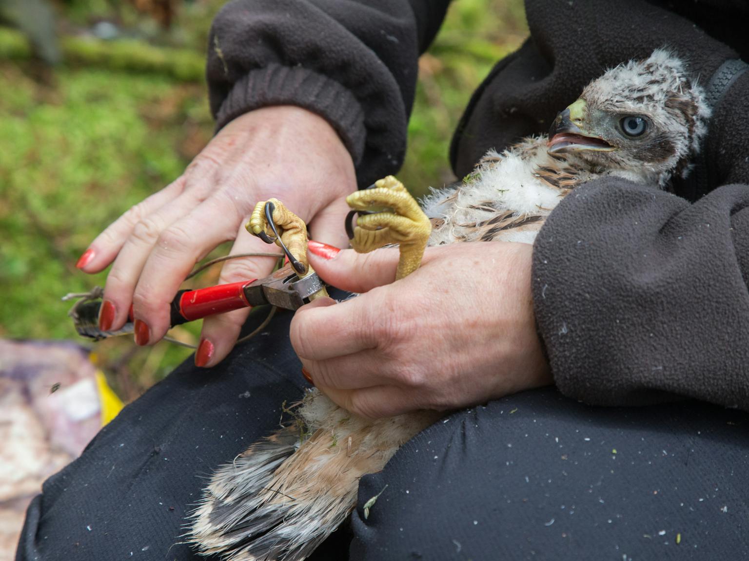 ringing a goshawk