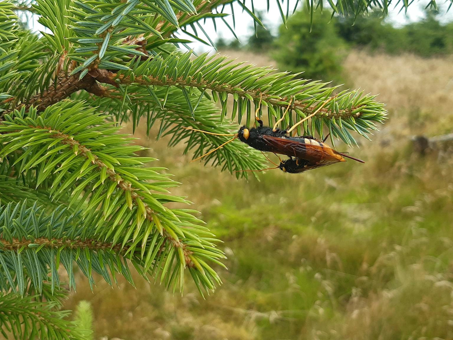 a bug on a tree branch