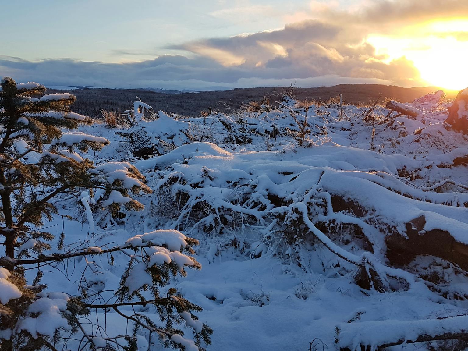 a snowy landscape with trees and a sunset
