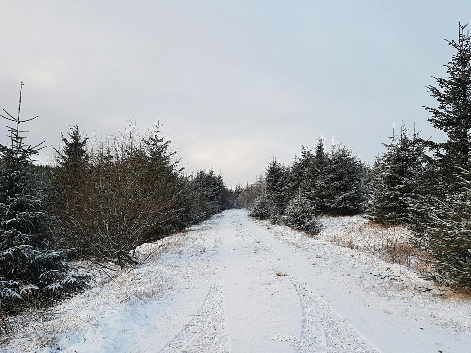 a snowy road with trees and snow on it