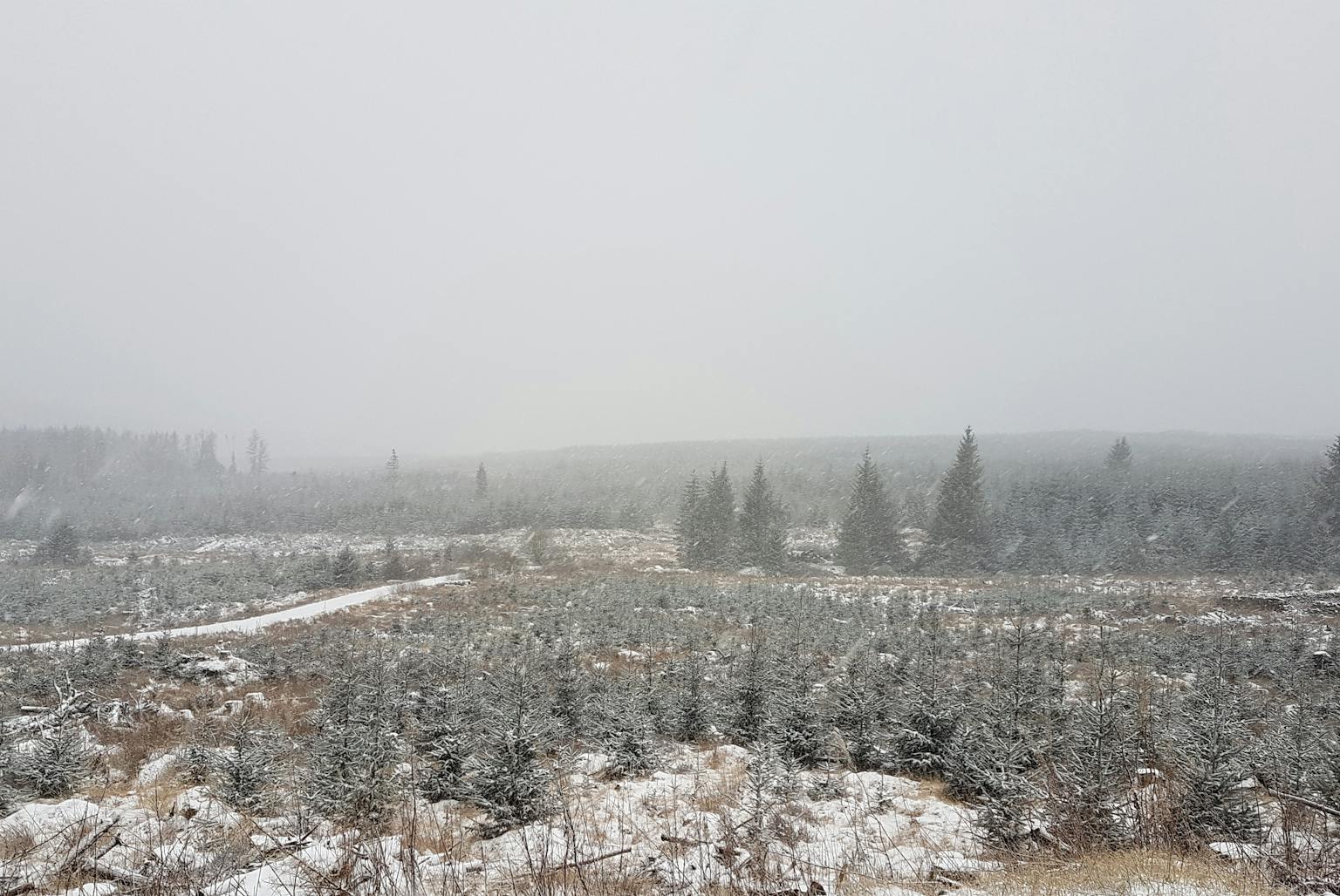 a snowy landscape with trees and a path