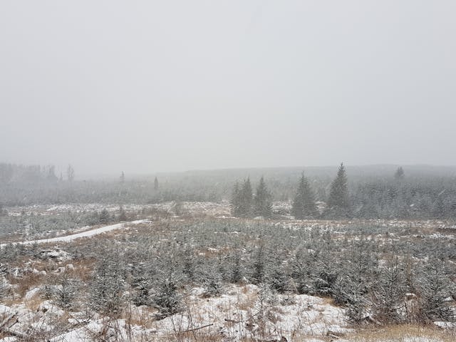 a snowy landscape with trees and a path