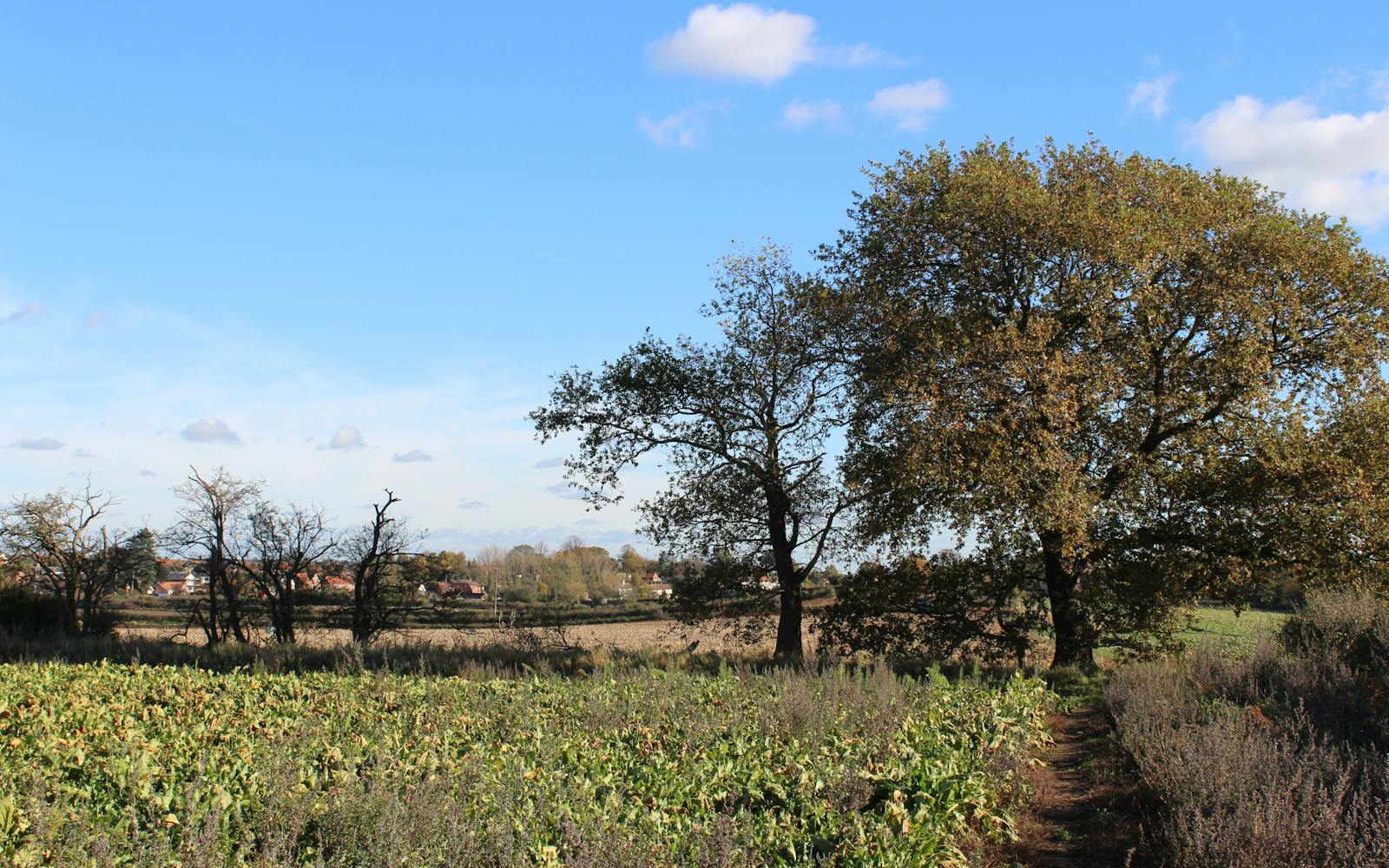 a field with trees and a dirt path