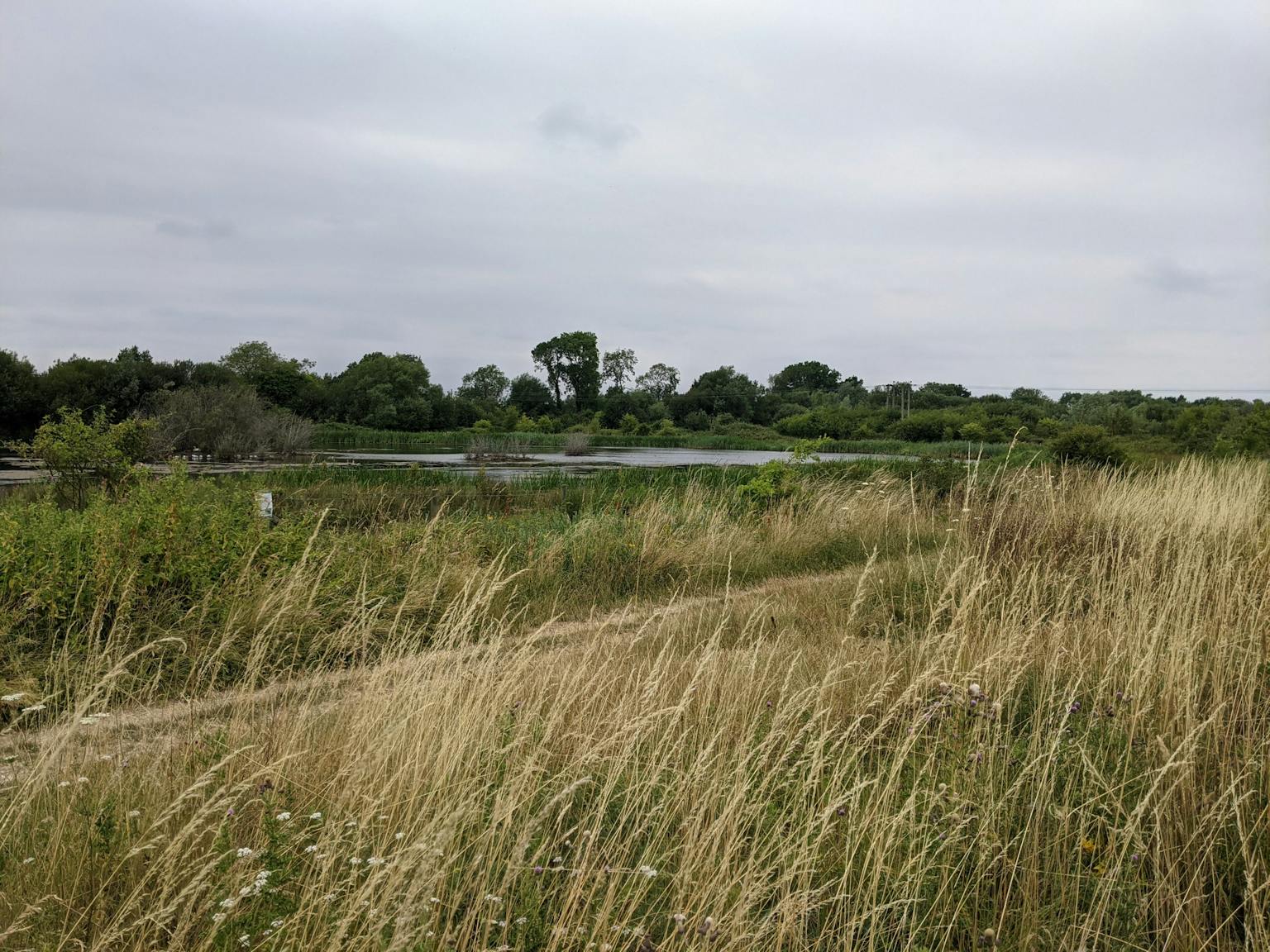 a field of tall grass and trees
