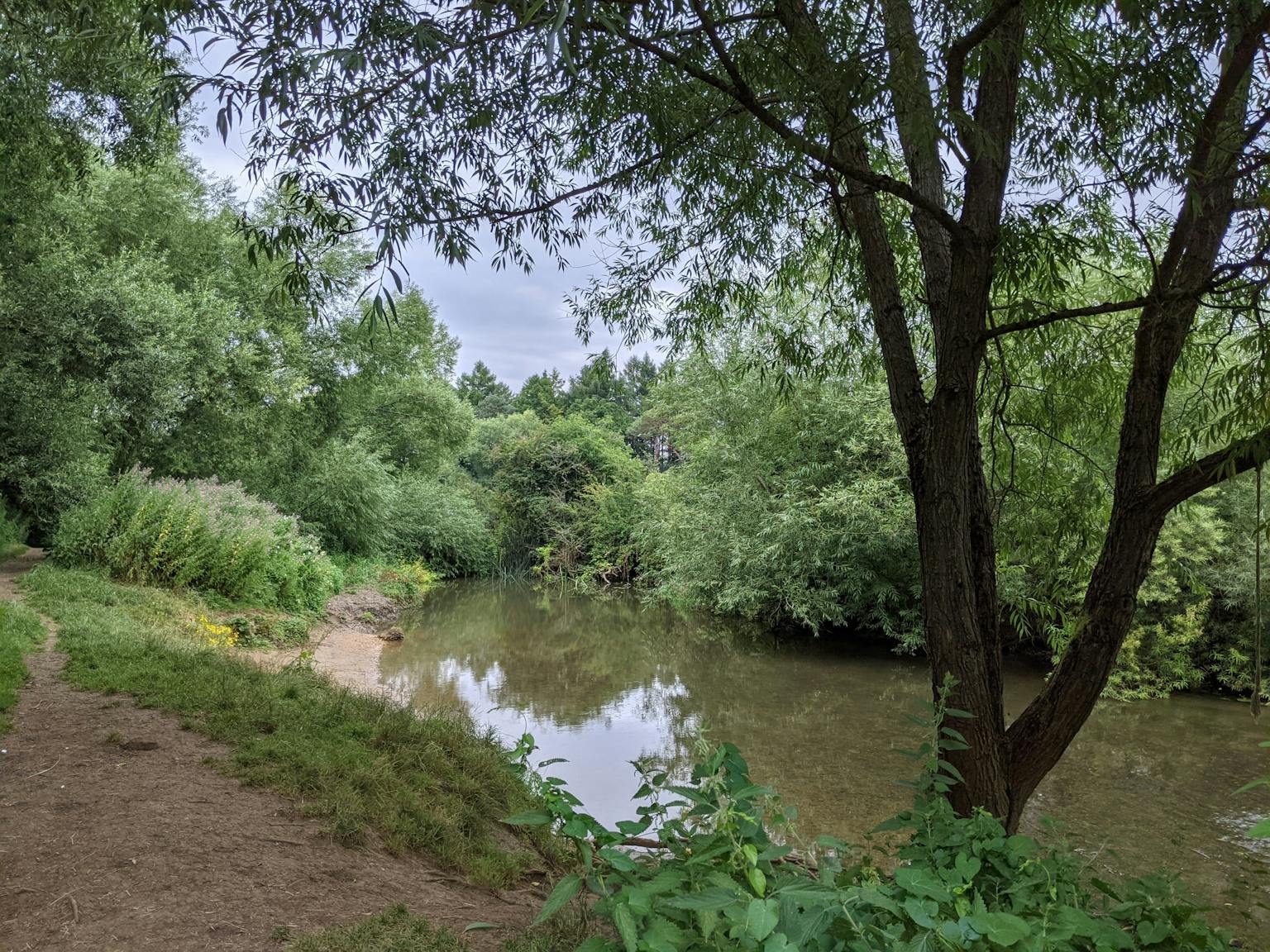 a river with trees and bushes