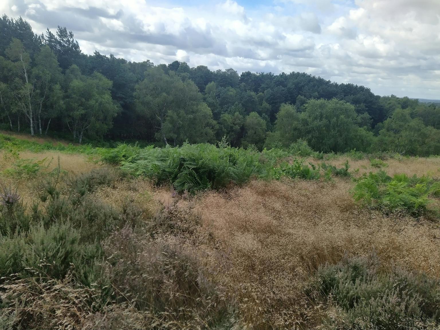 A large grassy field stretches towards a line of trees on the horizon. There is a clear blue sky with a few clouds