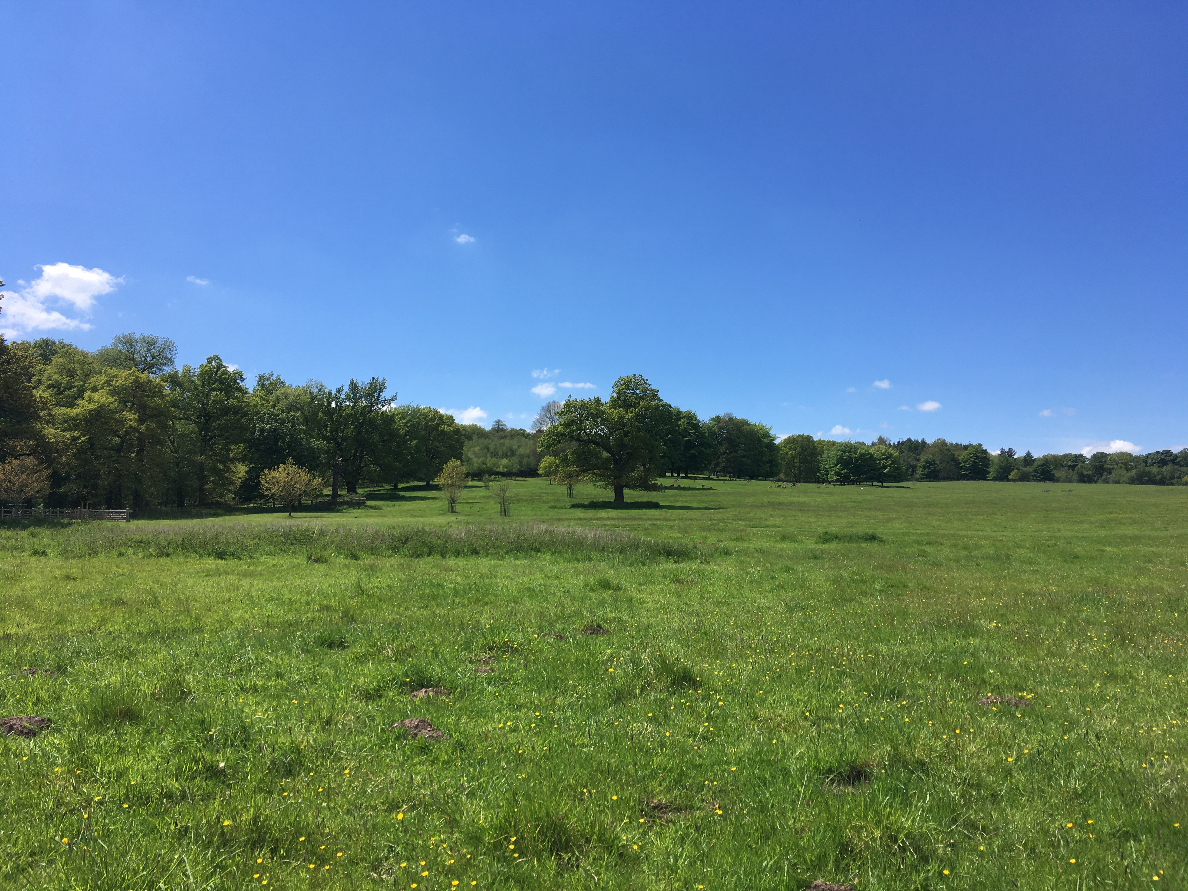 Large, green field with a line of trees in the background under a clear blue sky
