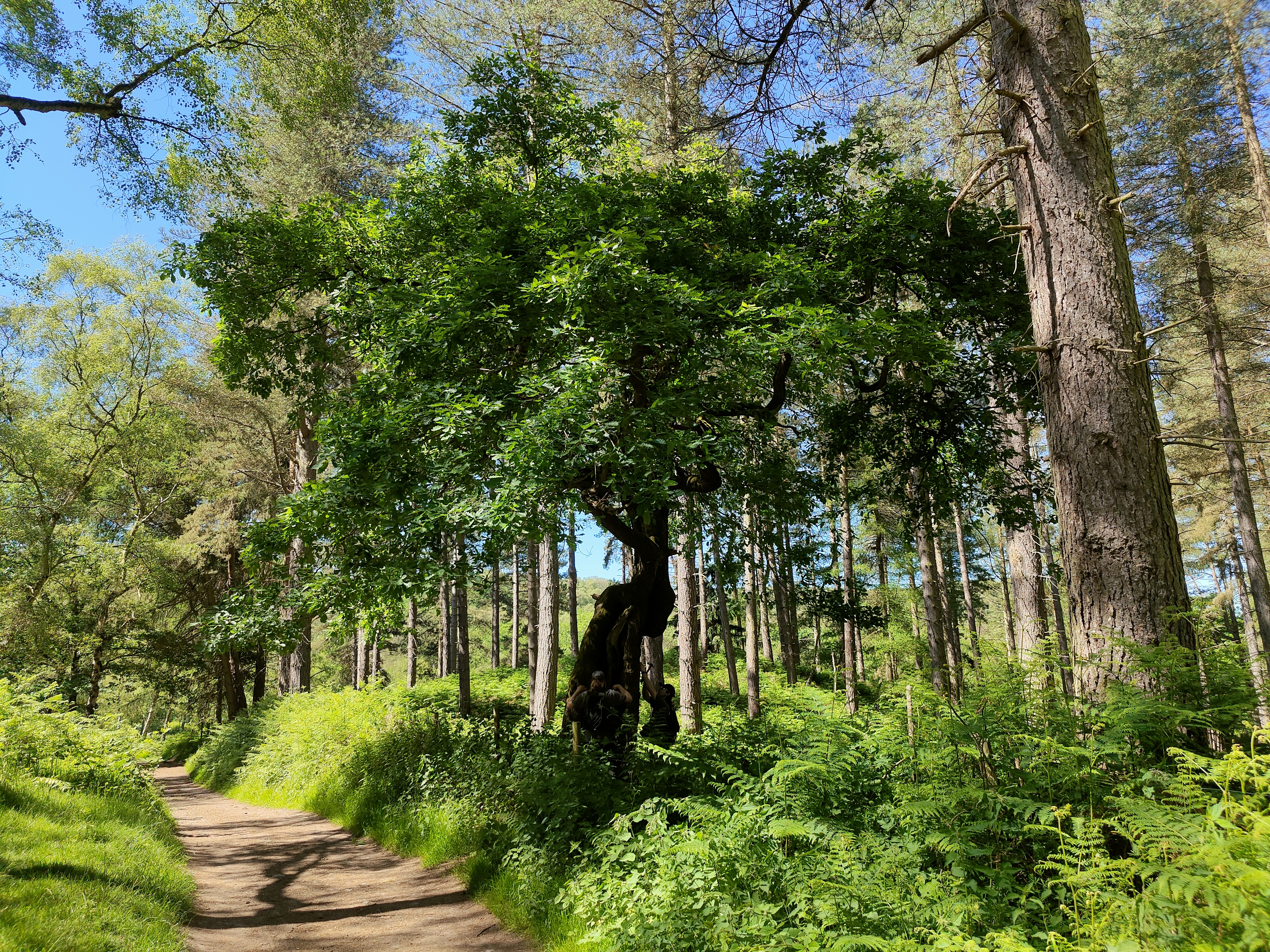 A winding path leads through a dense forest with tall trees casting dappled light on the ground