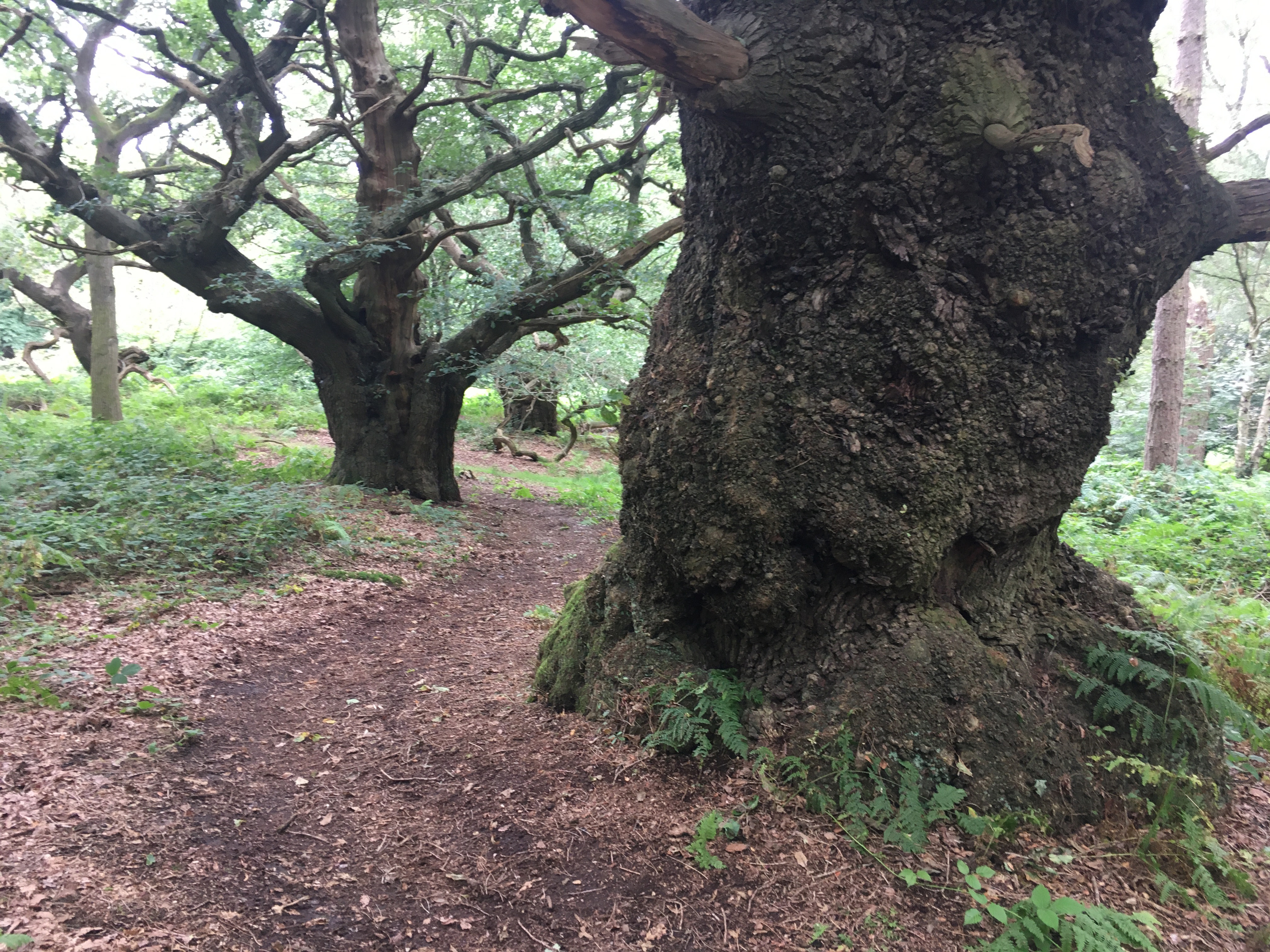 Two tall trees with broad trunks stand side-by-side in a grassy field. Their branches reach out towards each other