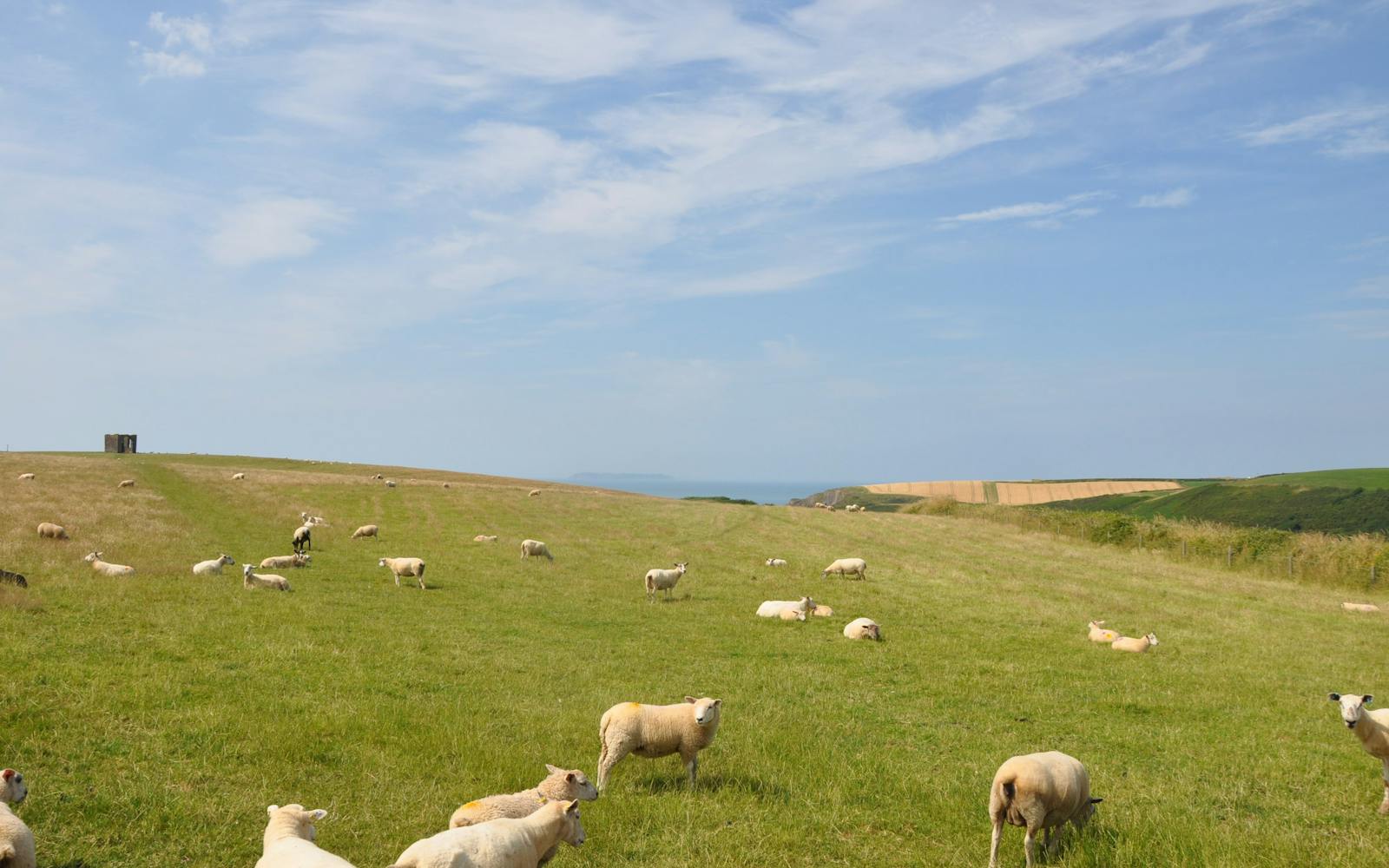 sheep on a hillside