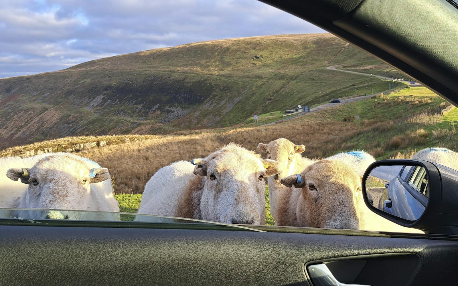 A herd of sheep of various colors and sizes grazing on a grassy hillside next to a parked car