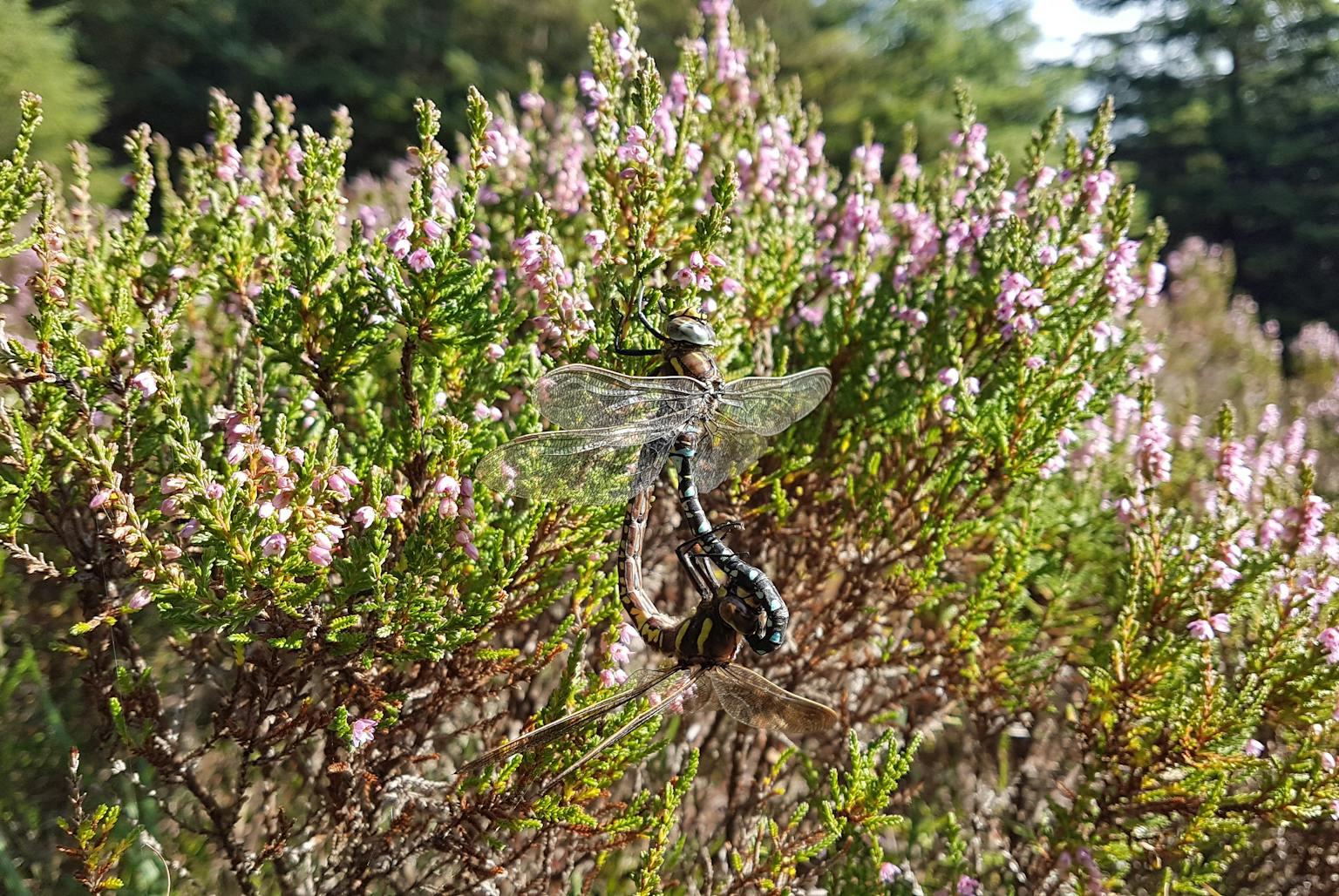 A close-up of a colorful dragonfly perched on a bush with vibrant purple flowers